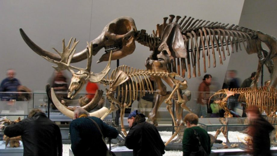 Five visitors read the label text in front of two dinosaur skeletons