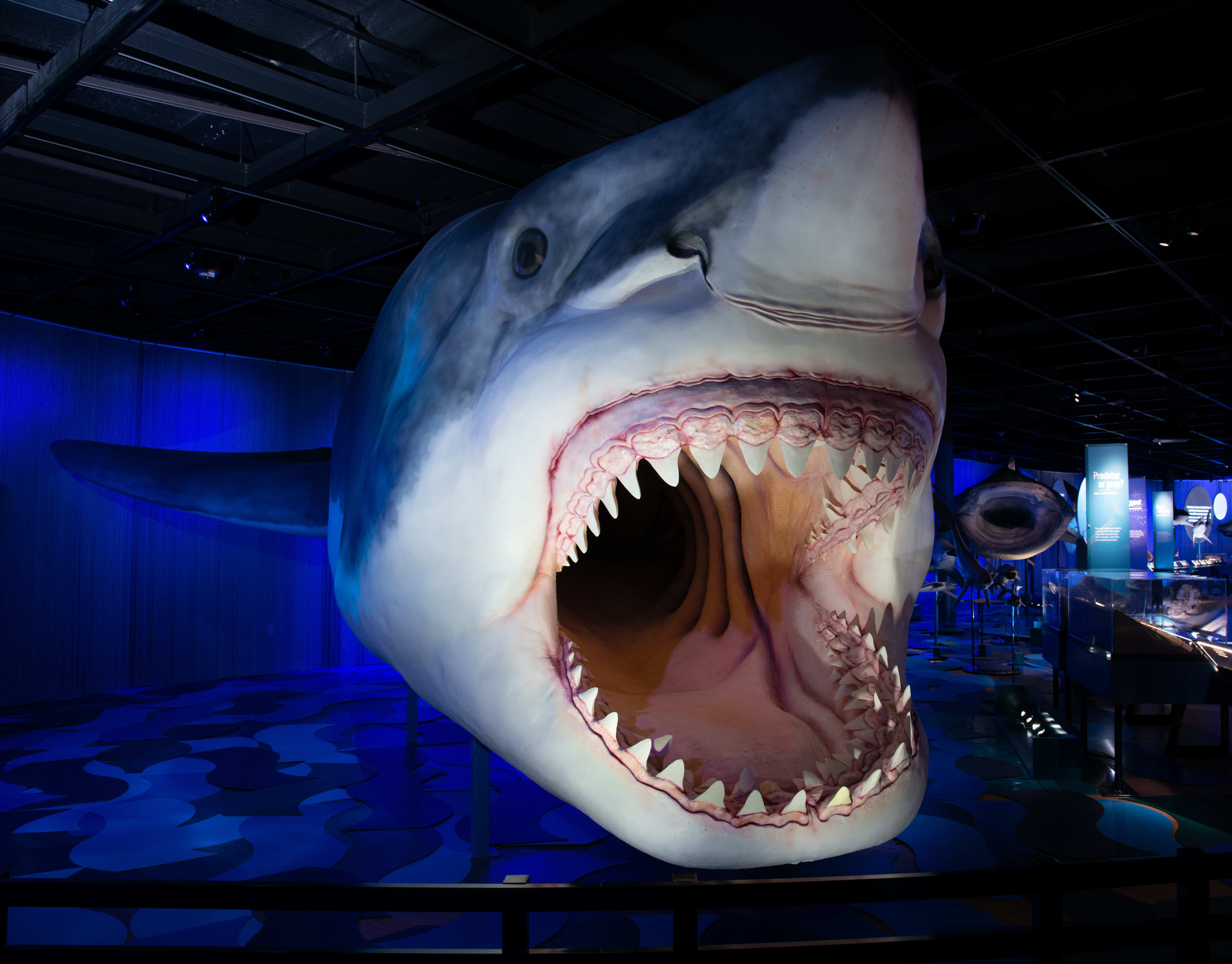 Sharks | Royal Ontario Museum