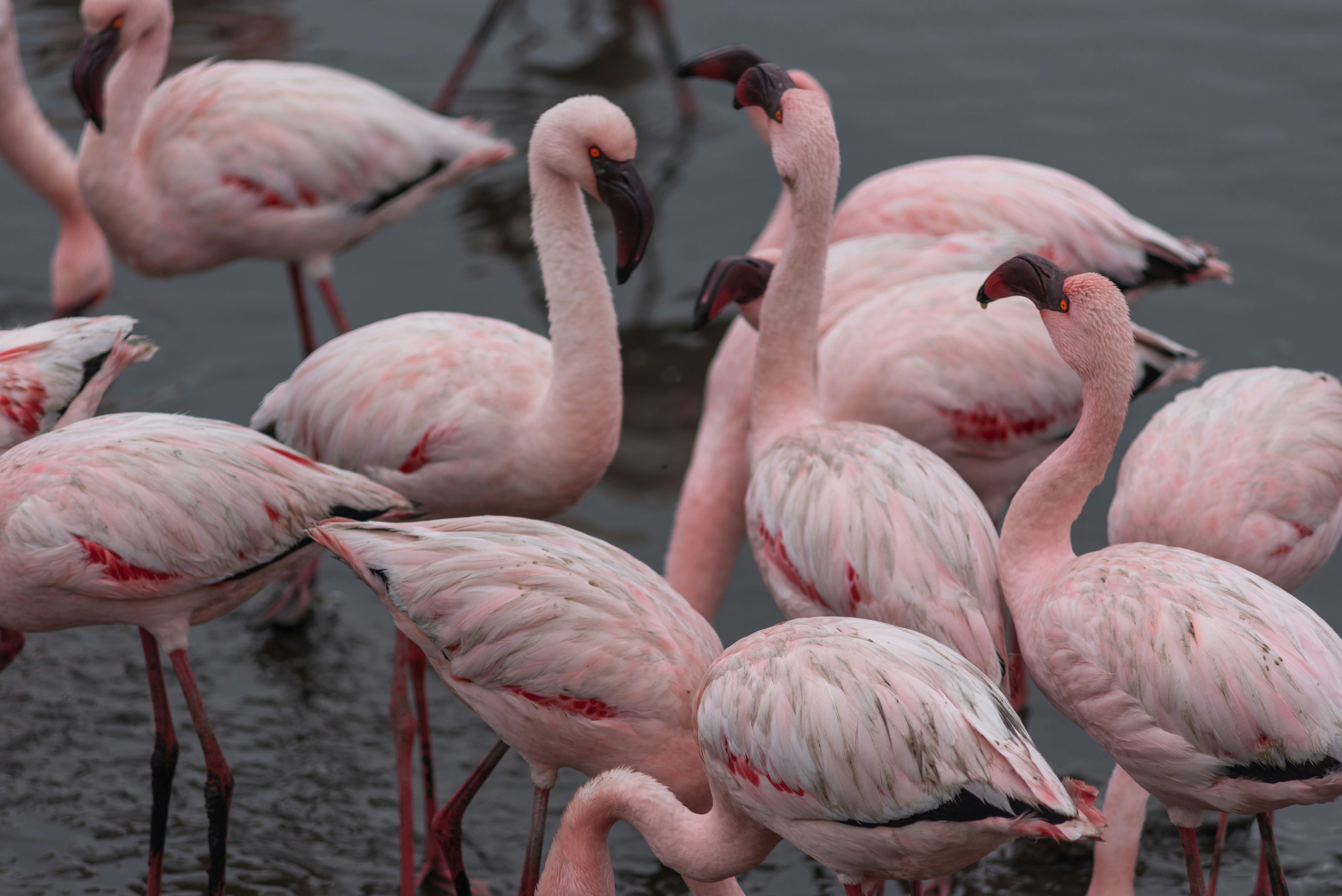 Flamingos in Walvis Bay, Namibia. © Vladimir Oprisko, 2022.
