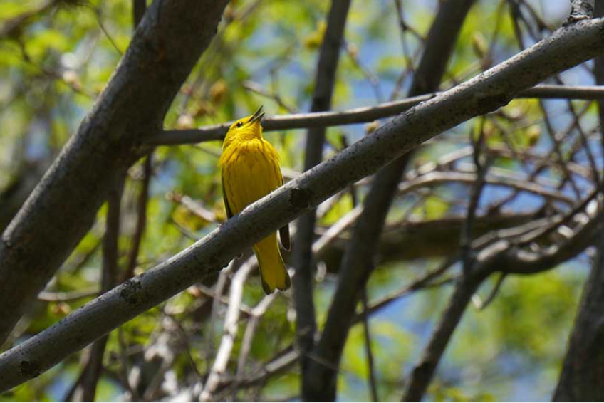 Humber Arboretum Birding