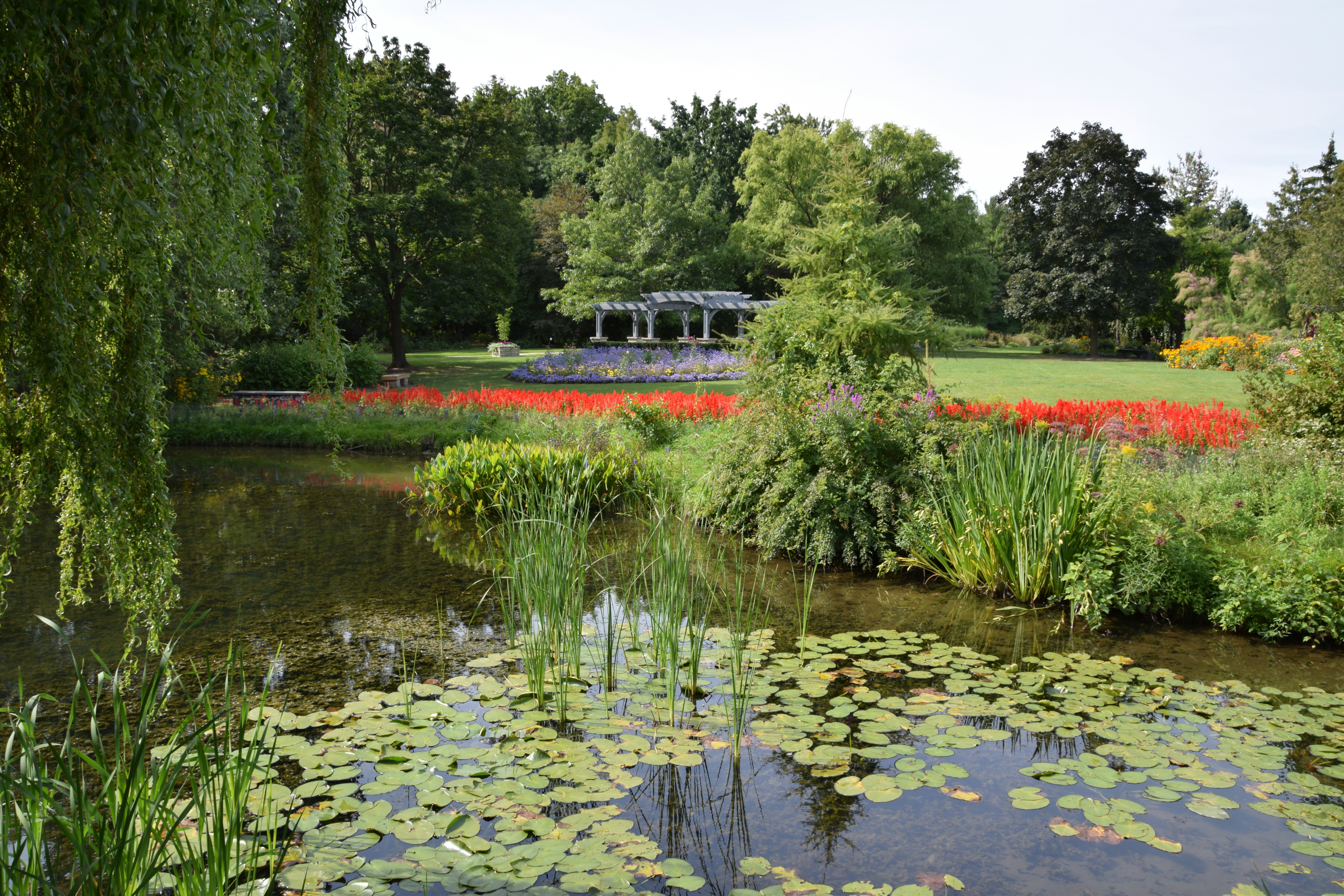 Lily Pond