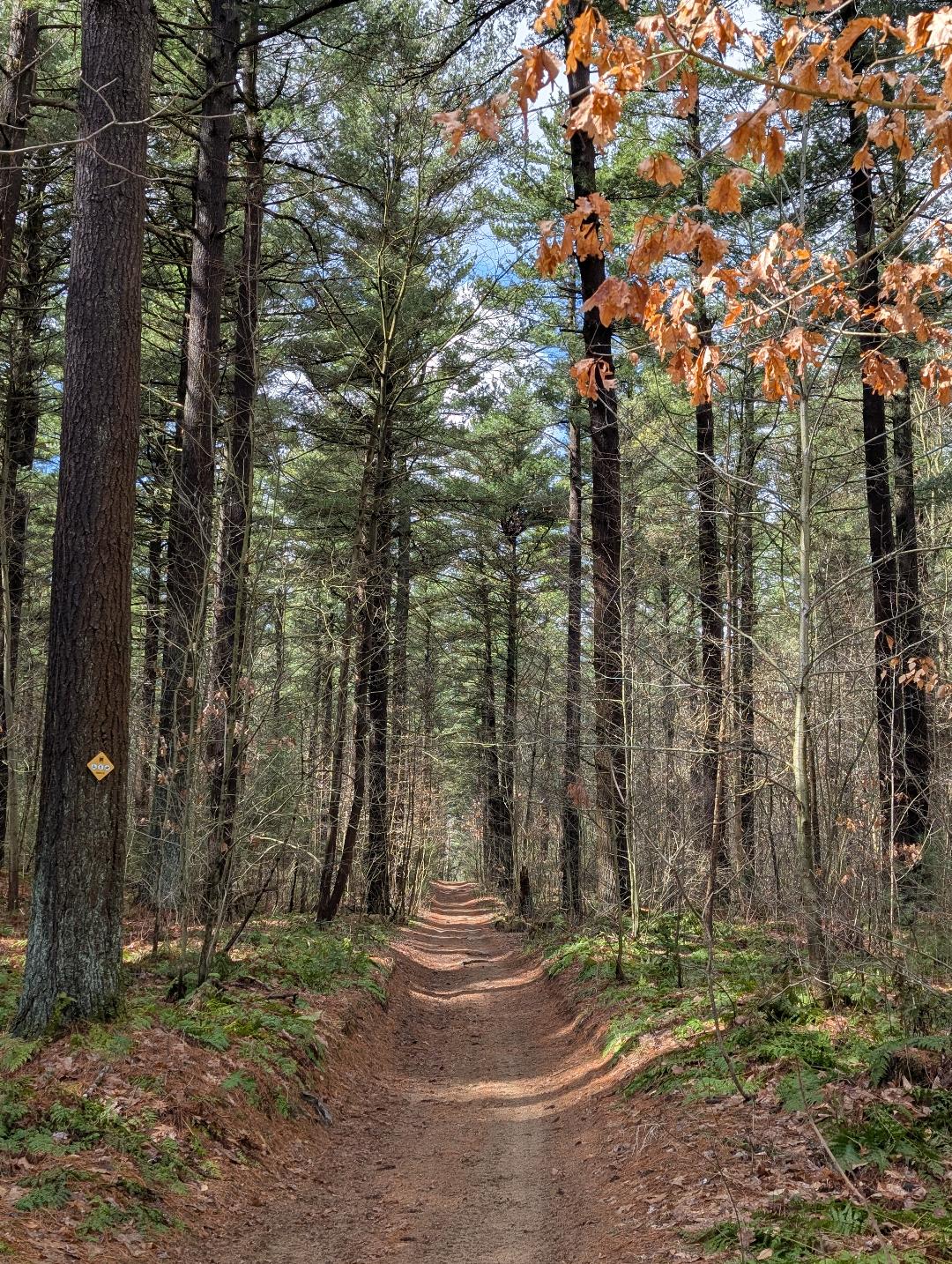 Magical Trail