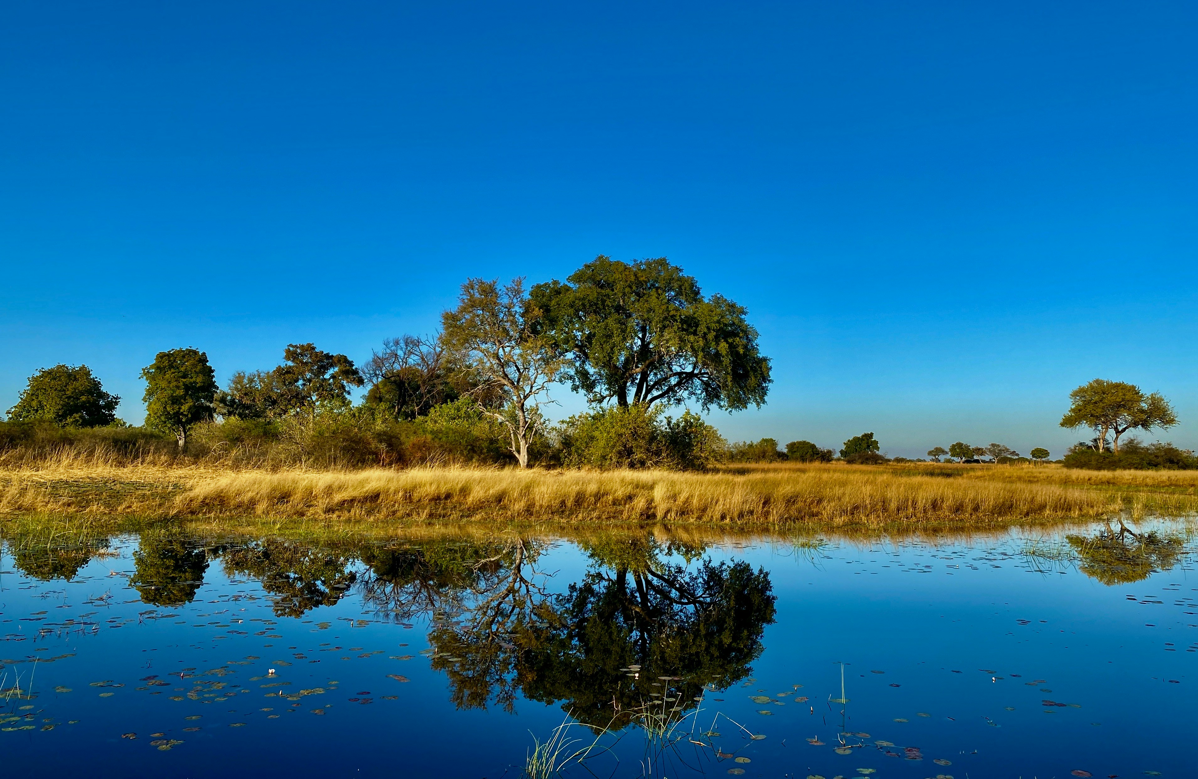 Morning at Okavango Delta, Botswana. © Maria Baltazzi, 2021.