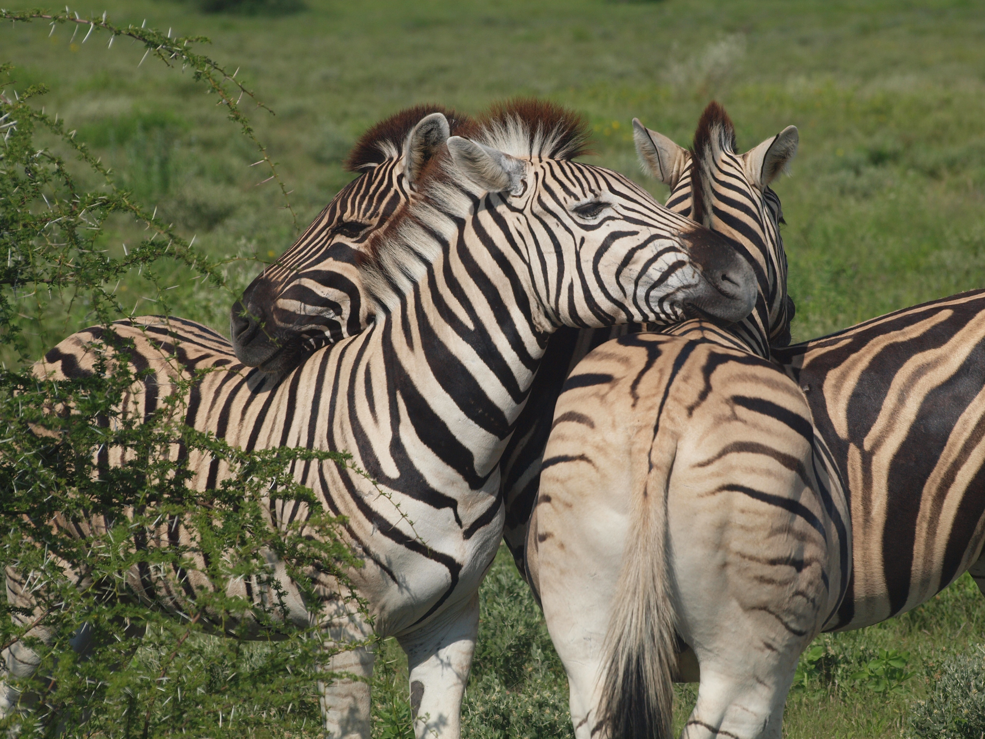 Burchell's Zebra, Namibia. © Penelope Hughes, 2025.