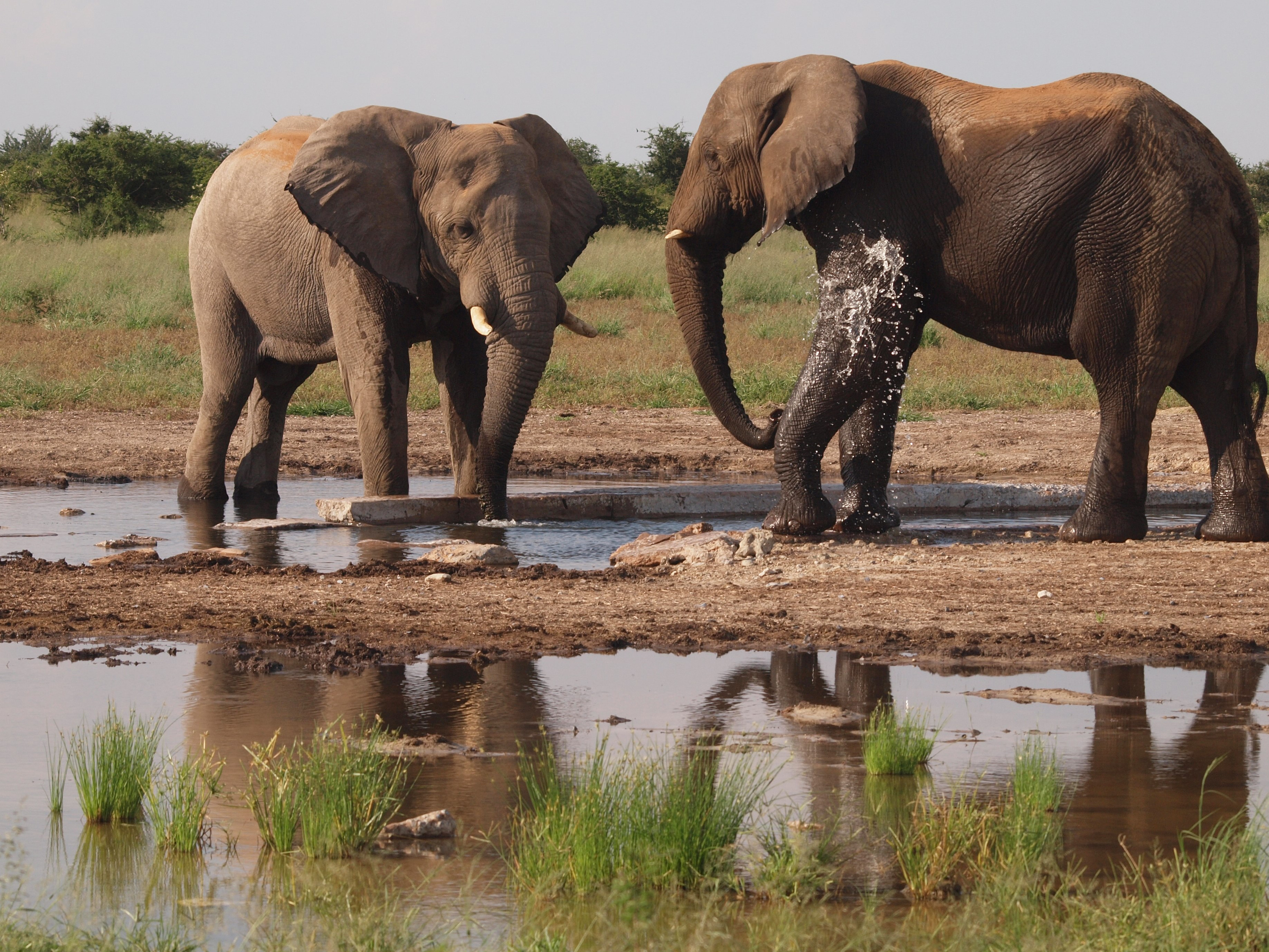 Elephants, Namibia. © Penelope Hughes, 2025.