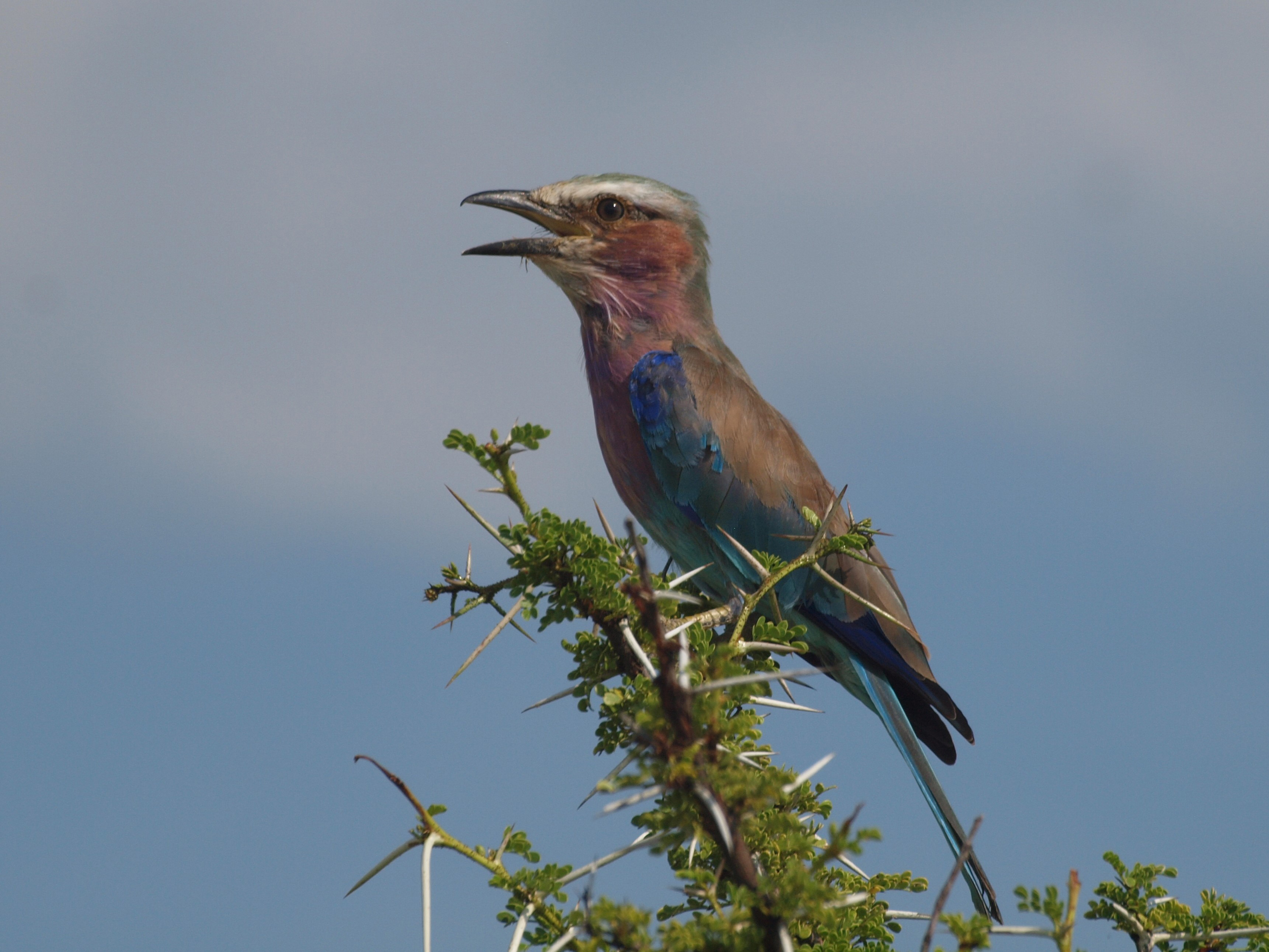 Lilac-Breaster Roller, Namibia. © Penelope Hughes, 2025.