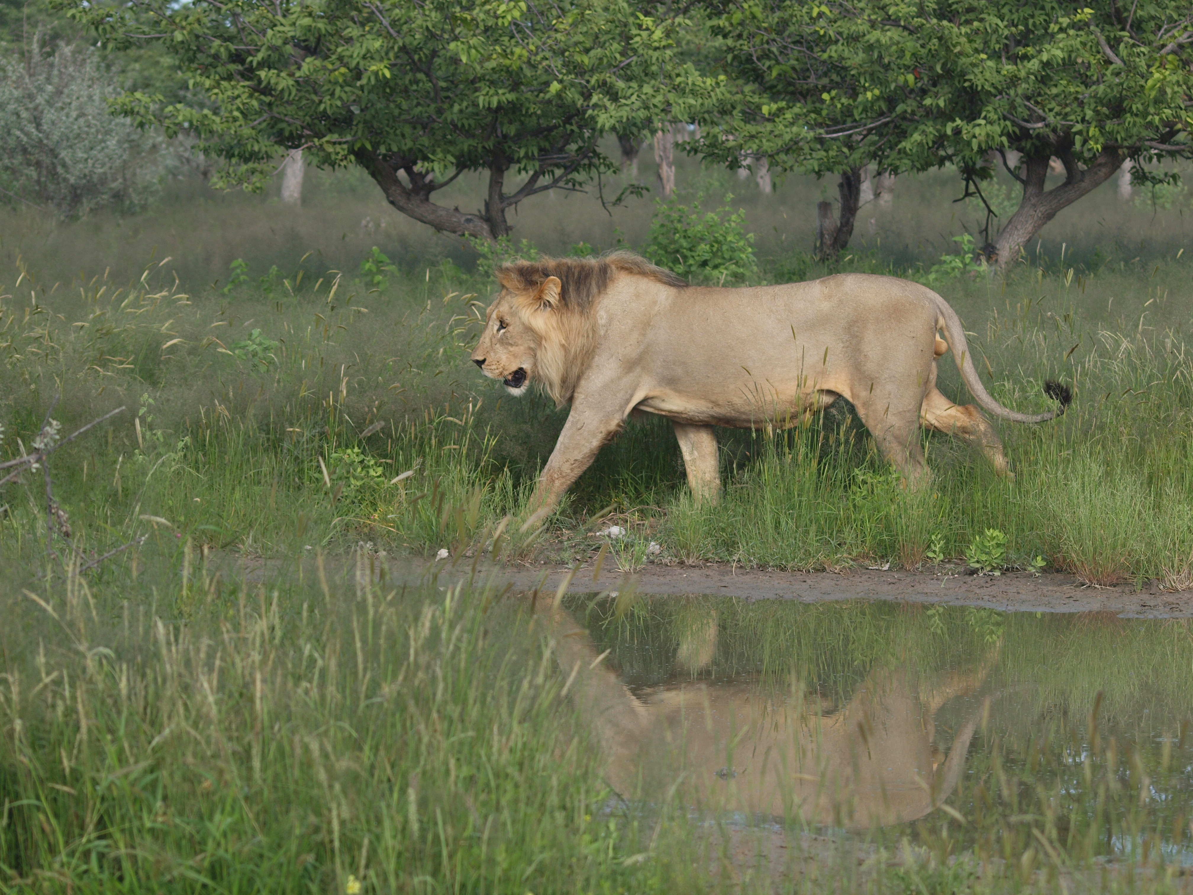 Lion, Namibia. © Penelope Hughes, 2025.