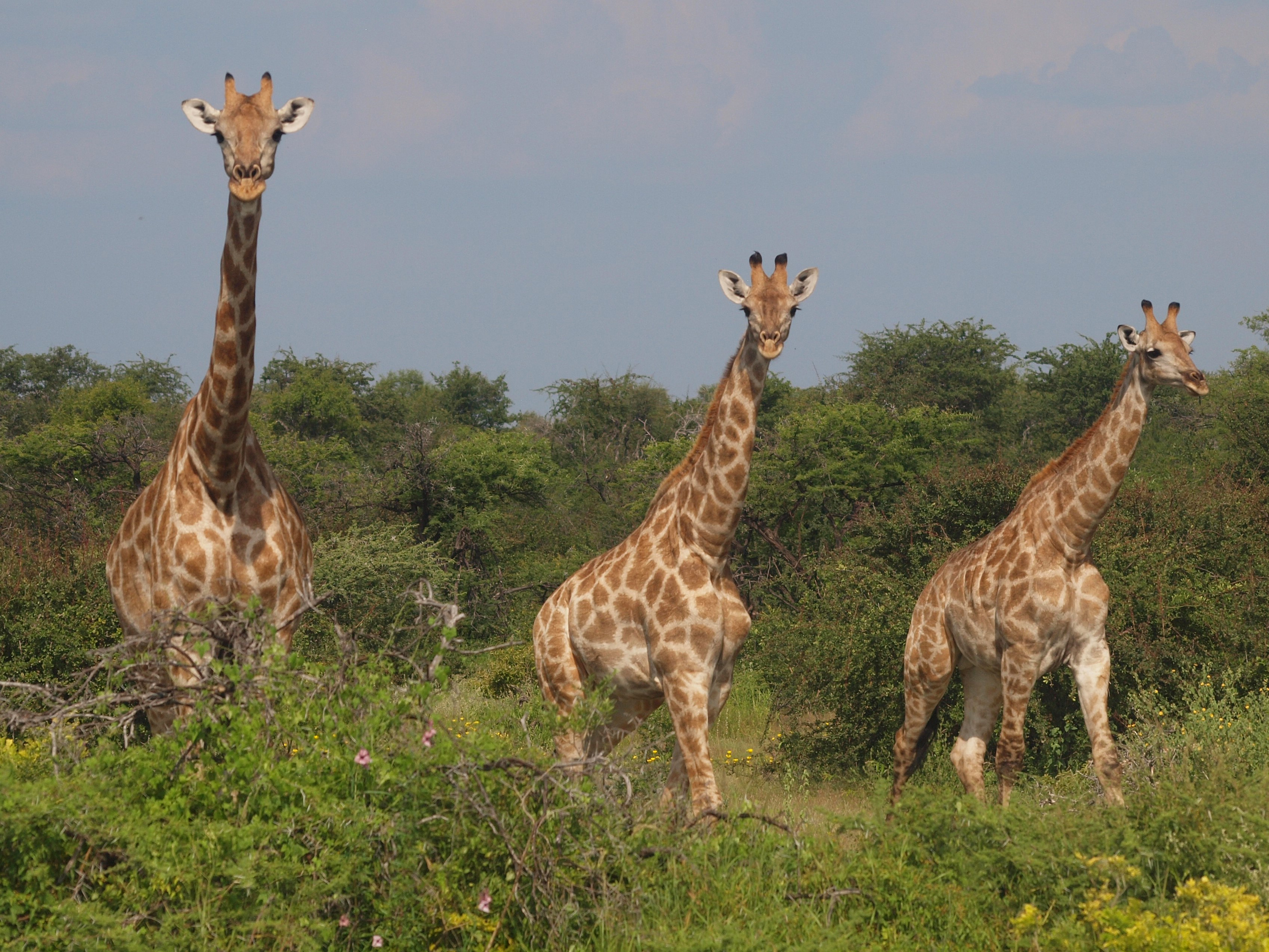 Namibia Giraffe, Namibia. © Penelope Hughes, 2025.