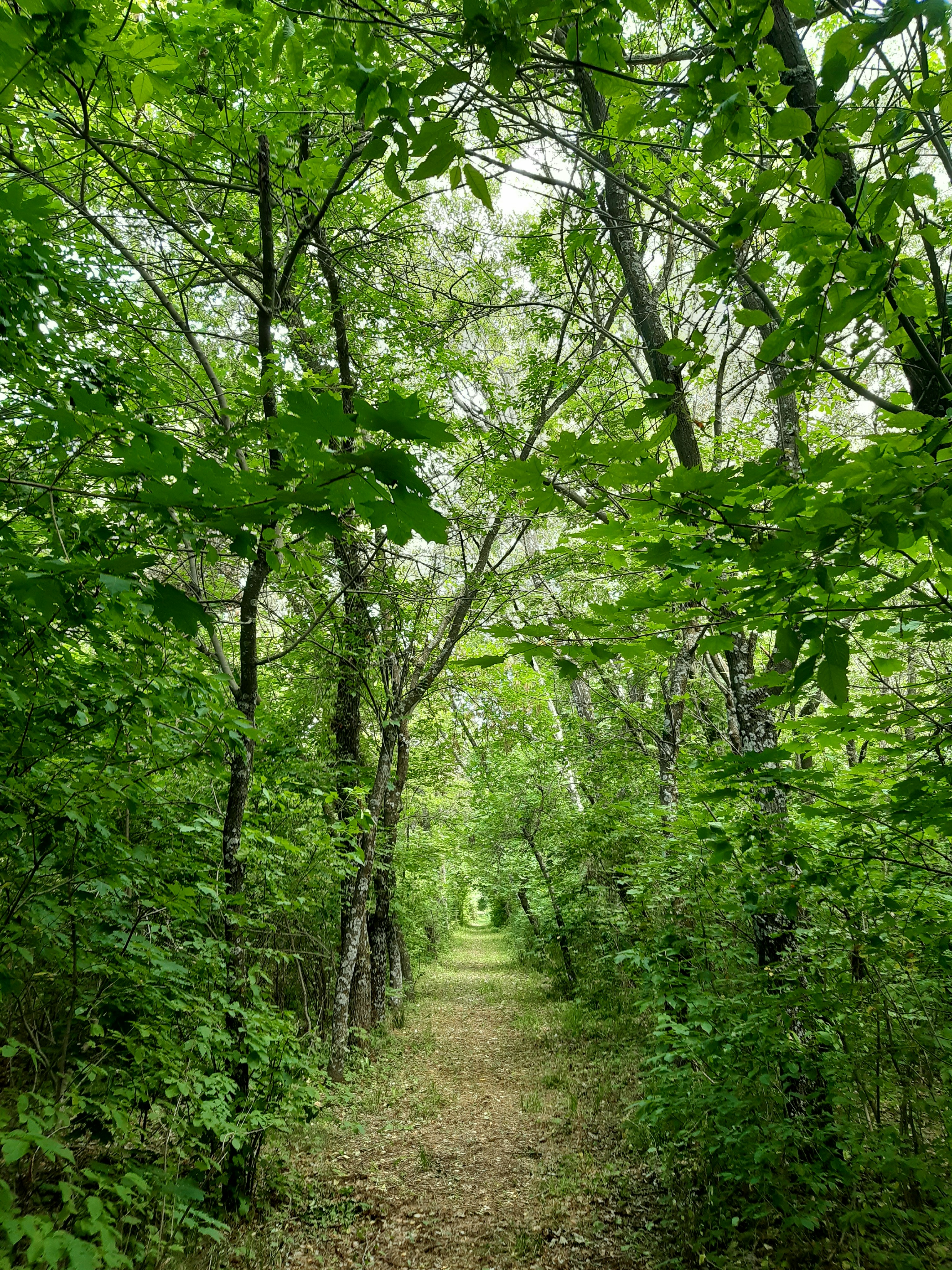 Trees along path at Turkey point 