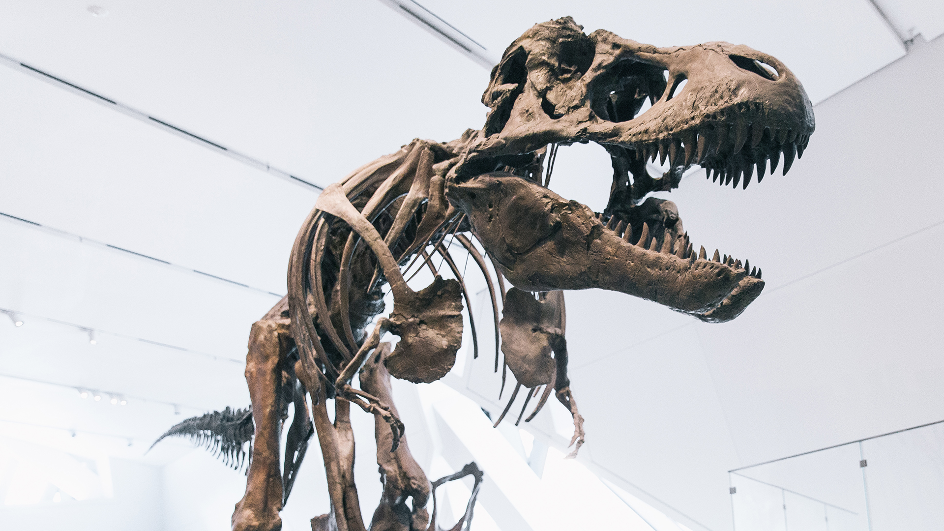 Dinosaur skeleton with large skull and open jaws displayed indoors under bright lighting.