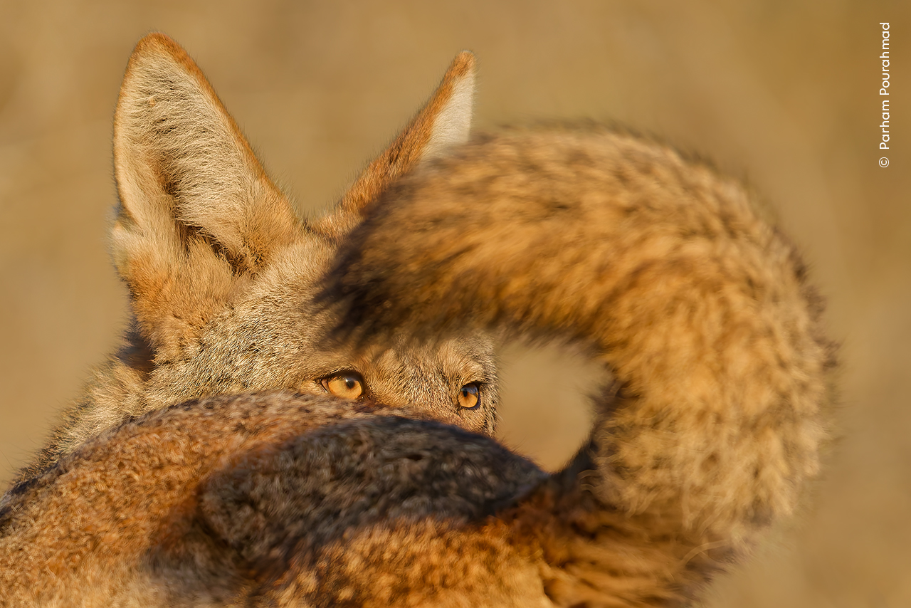 A Tale of Two Coyotes. Image © Parham Pourahmad, Wildlife Photographer of the Year, 2025. Sunlit close up of face and raised tale of a California Valley Coyote looking over its shoulder.