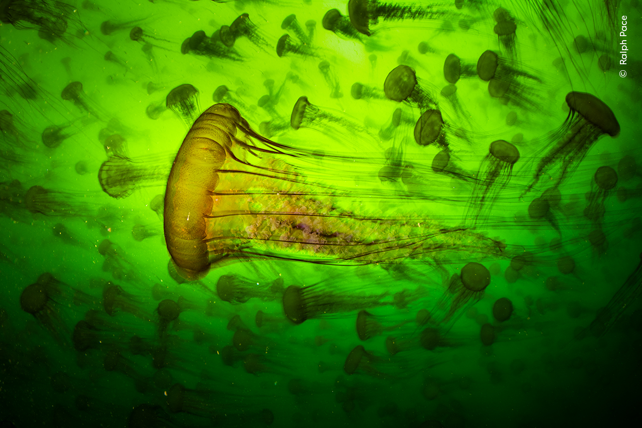 Close up of a pacific sea nettle swimming with others in water lit green by sunlight above.