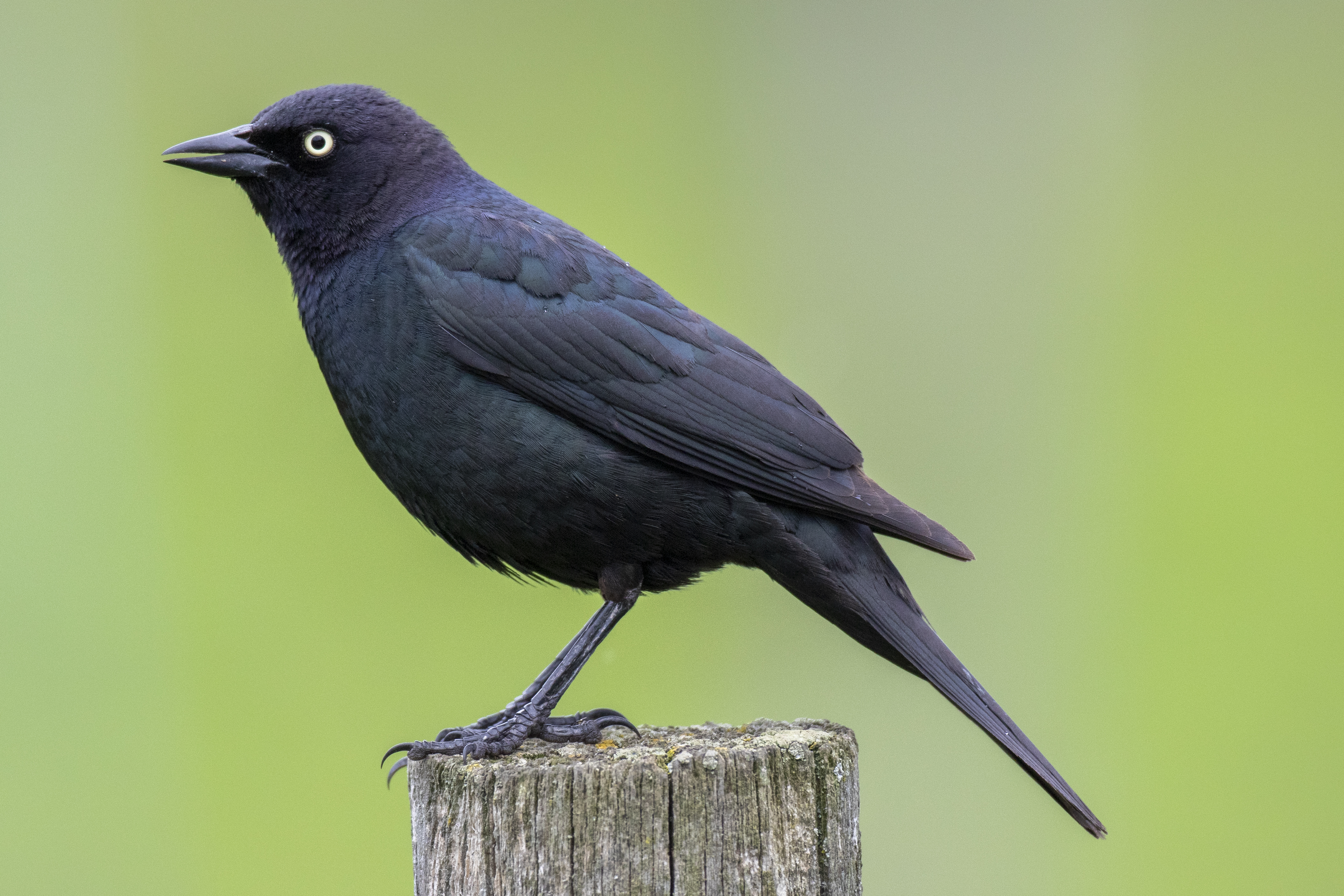 Photo of Brewer’s Blackbird
