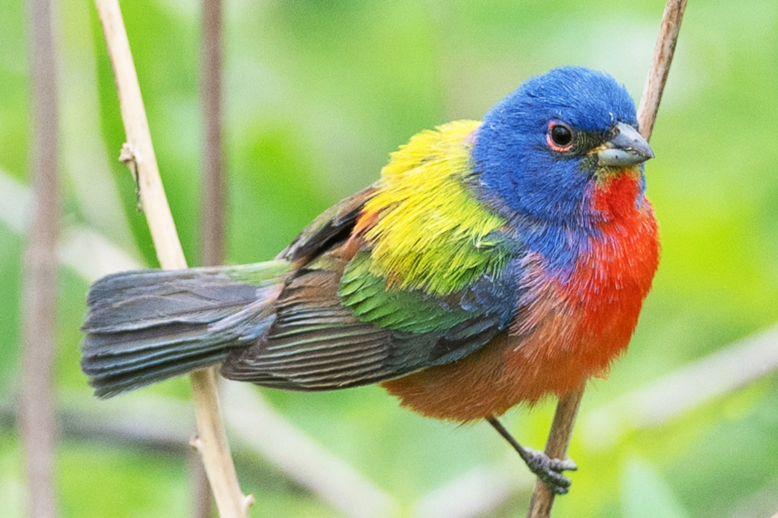 Photo of Painted Bunting 
