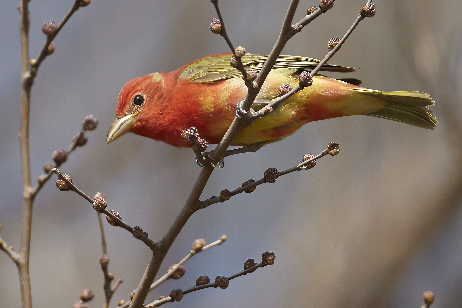 Summer Tanager 