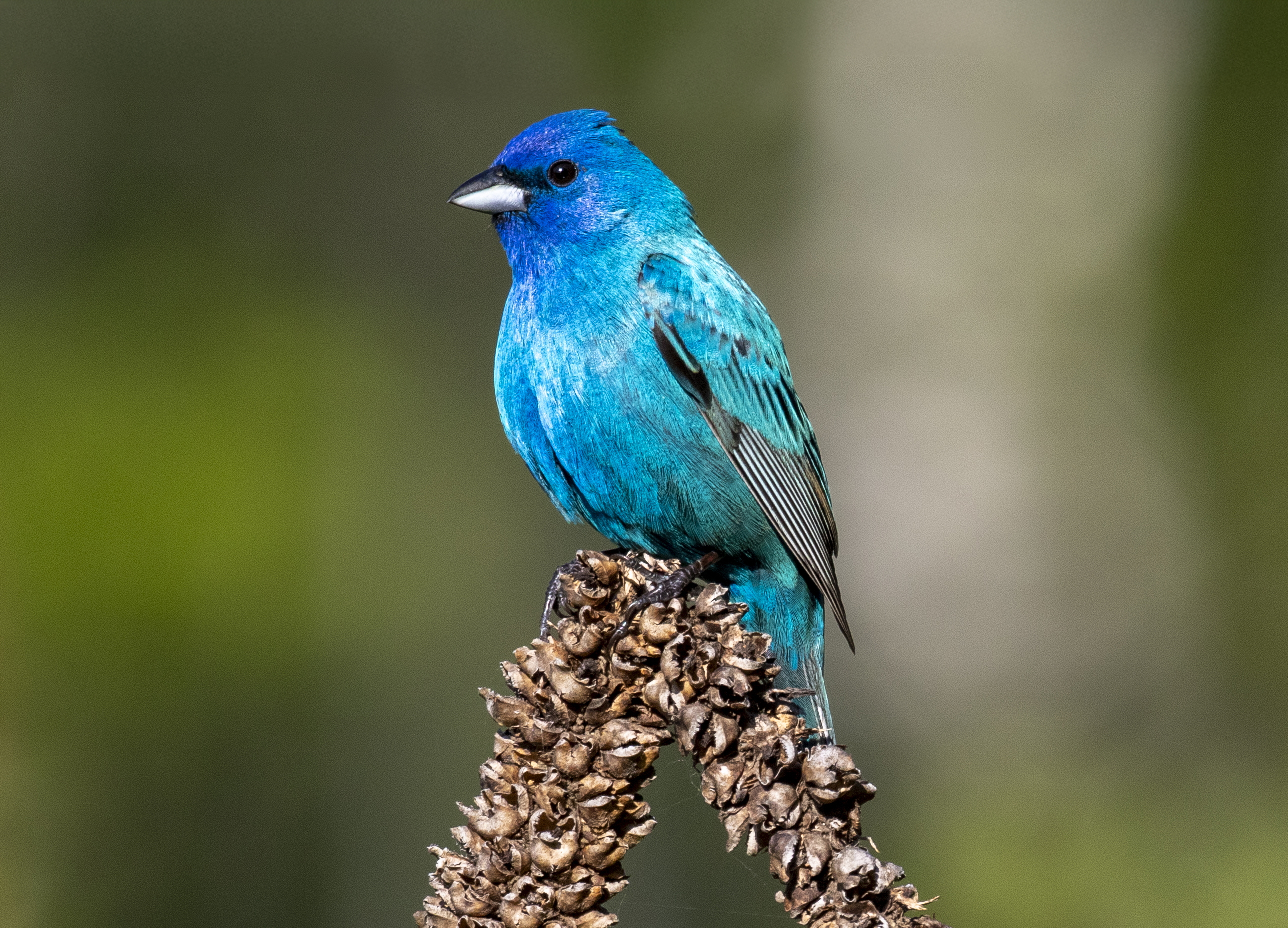 Photo of Indigo Bunting