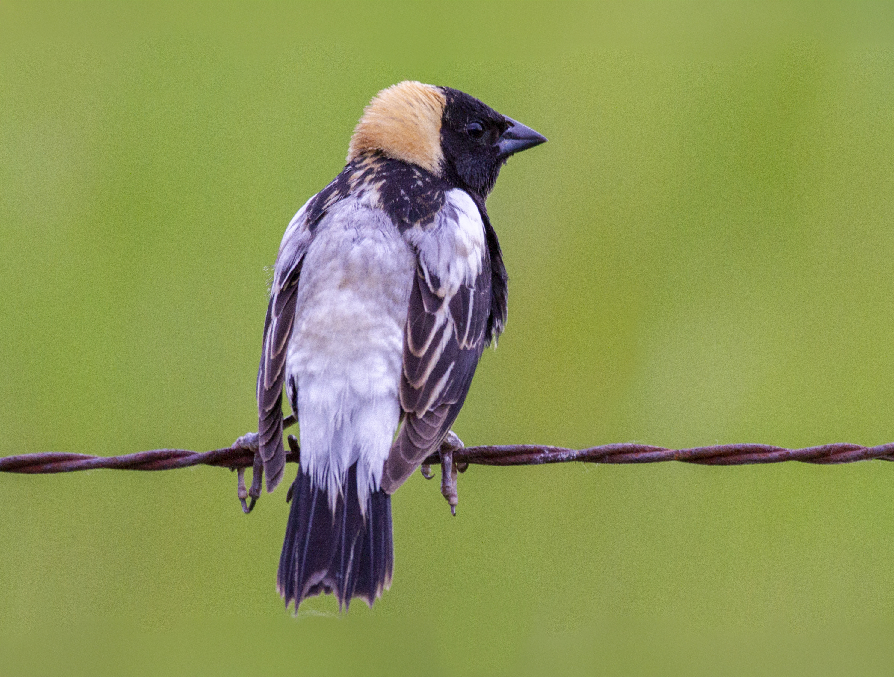 Photo of Bobolink