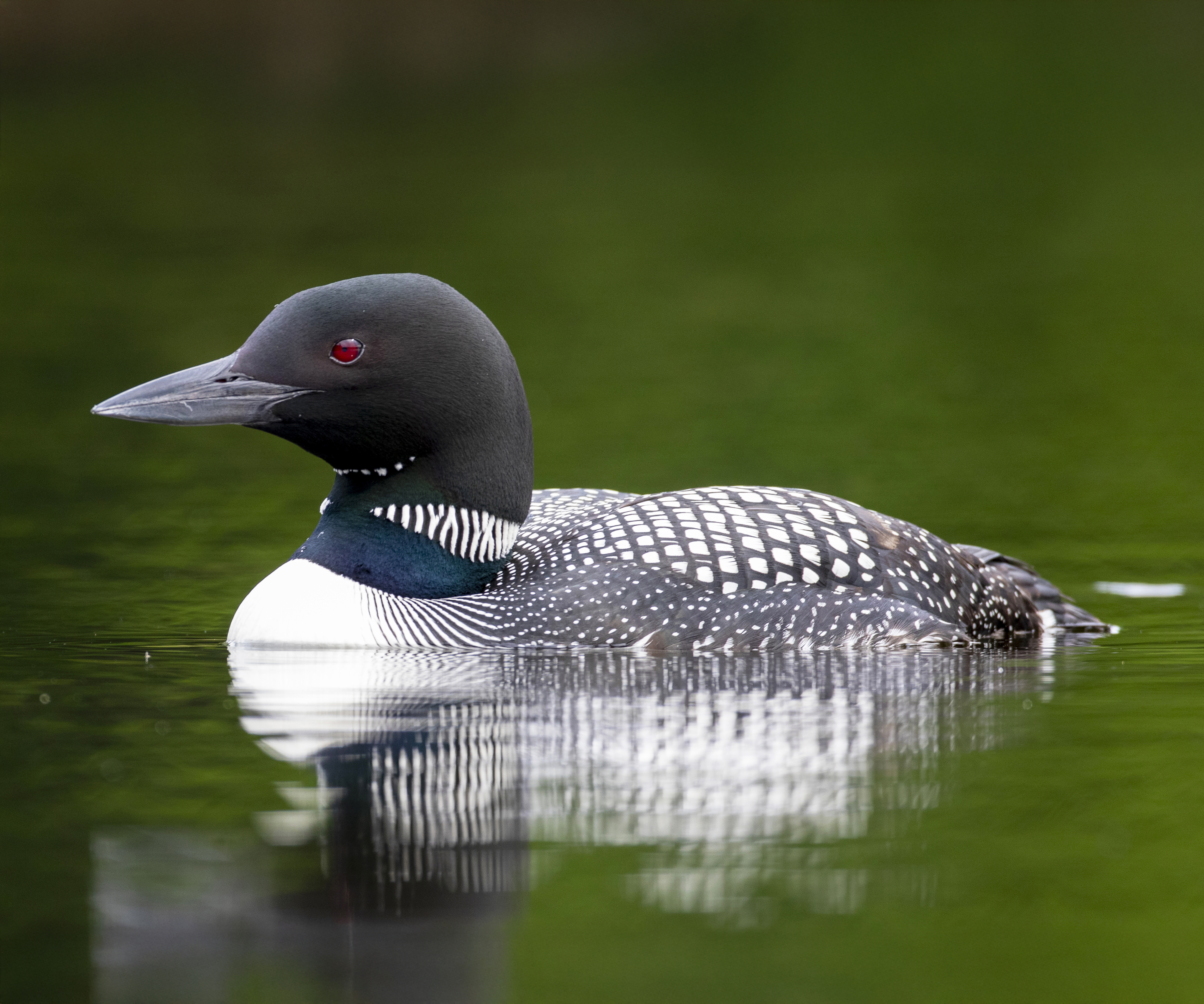 Photo of Common Loon 