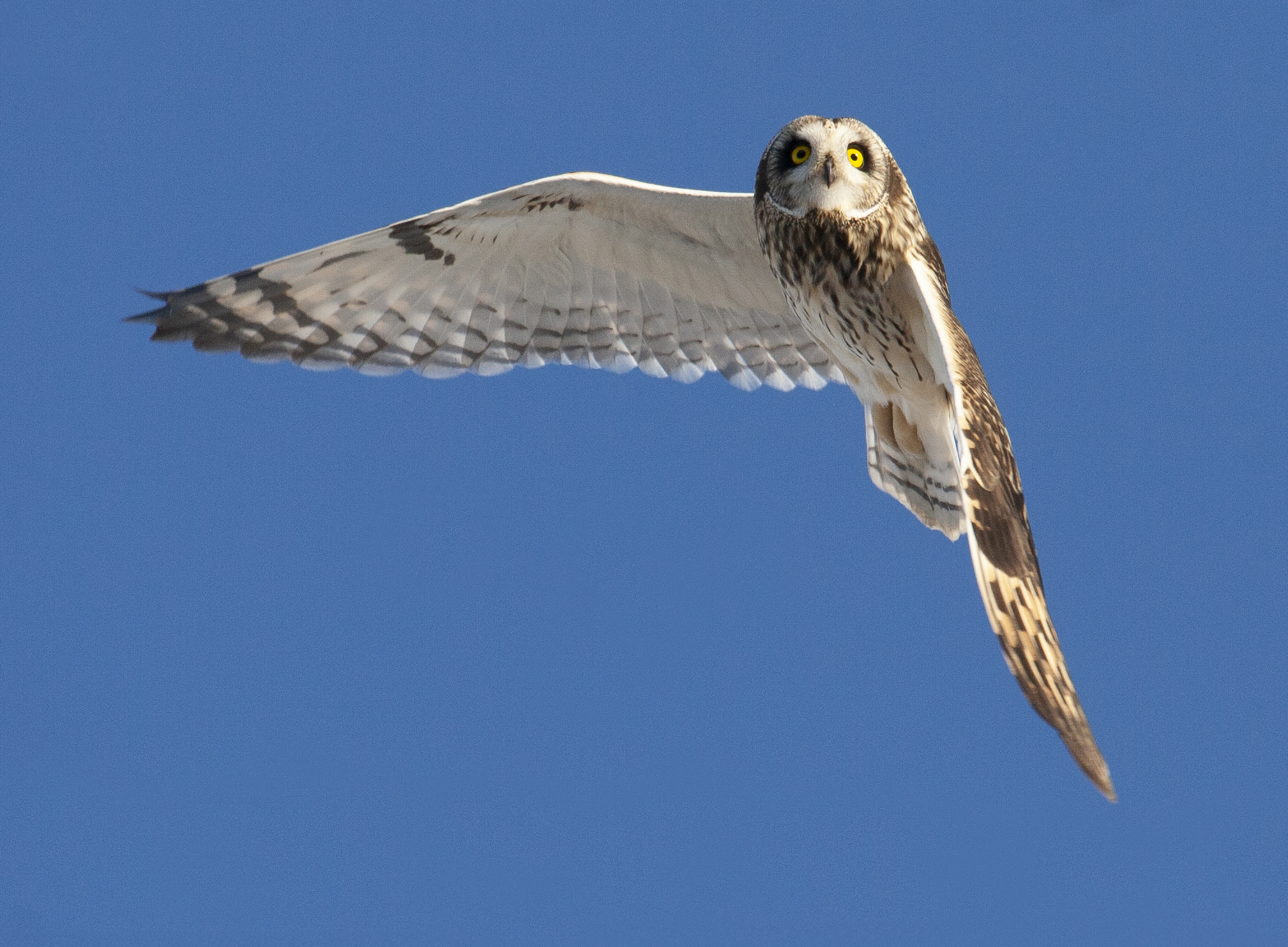 Photo of Short-eard Owl