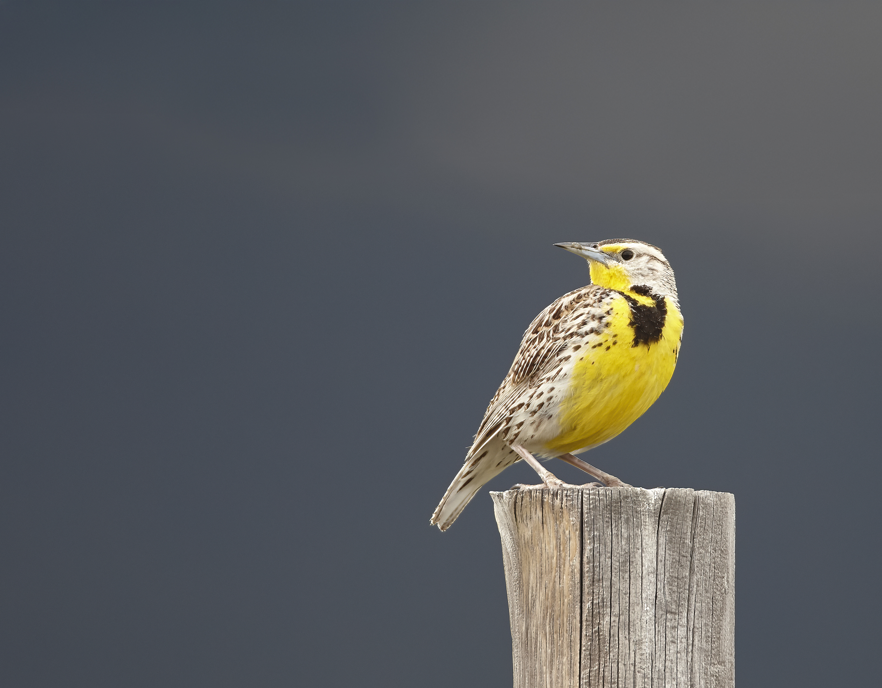 Photo of Western Meadowlark