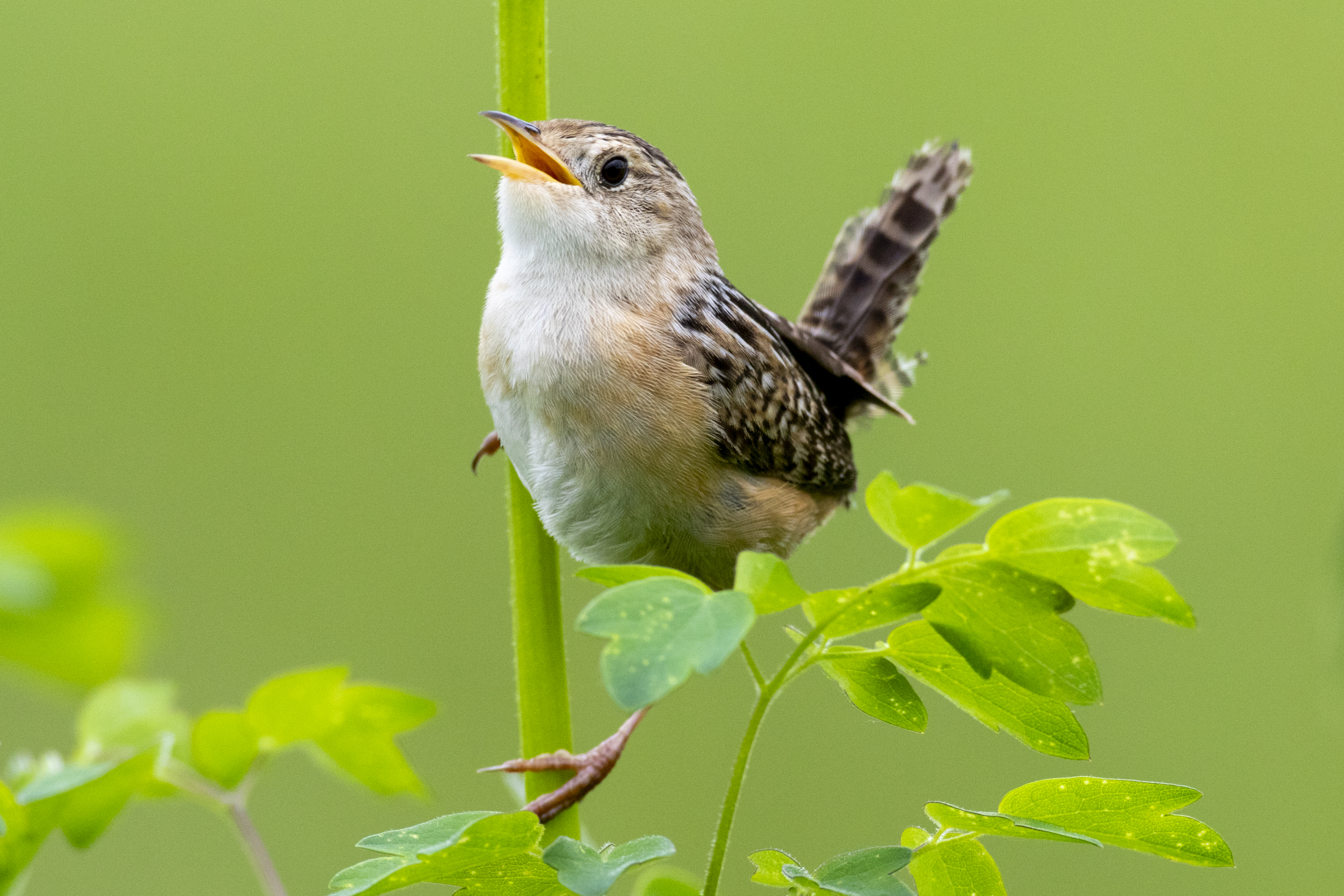 Black-and-White Warbler 