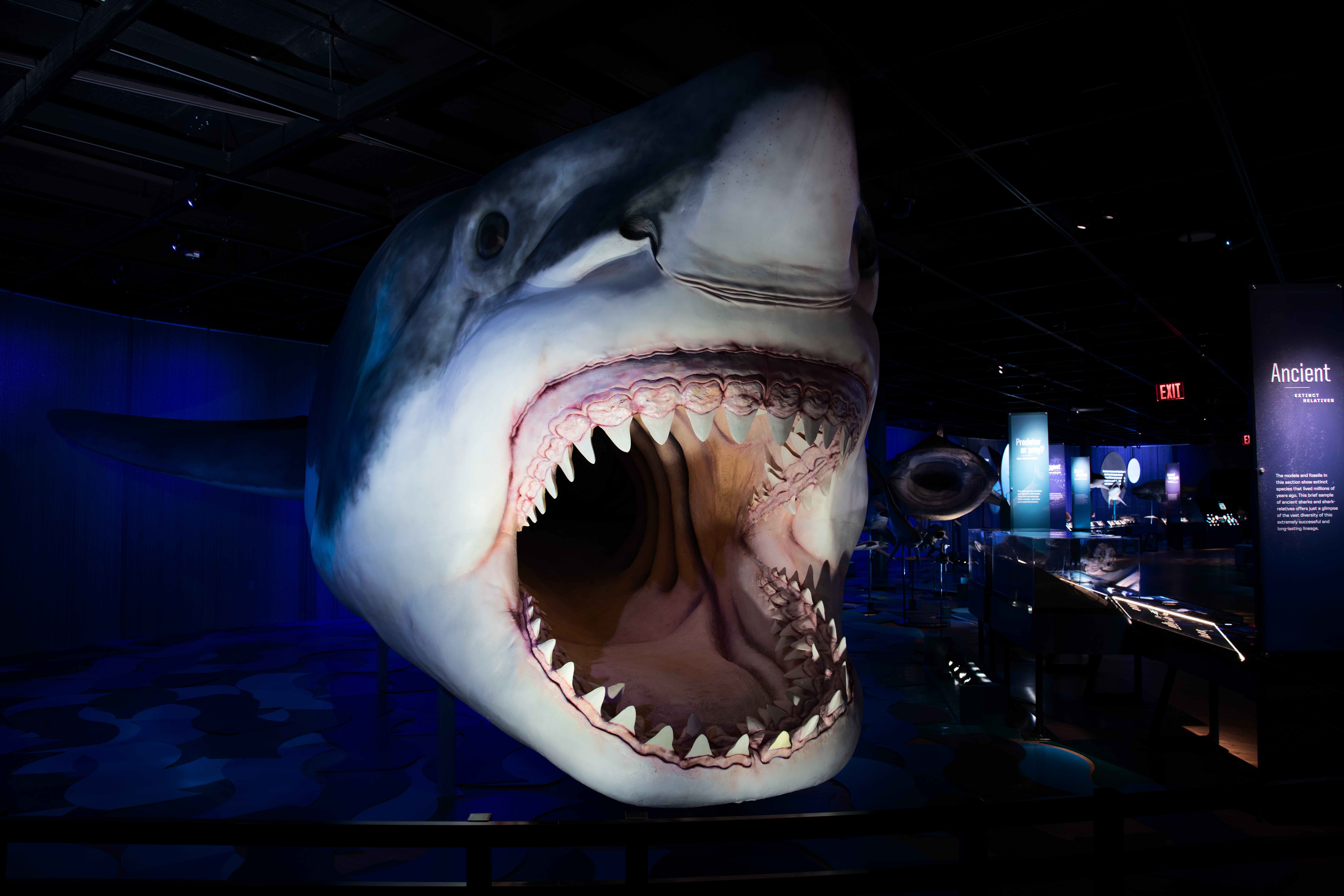 Megalodo shark recreation in a museum with jaws wide open