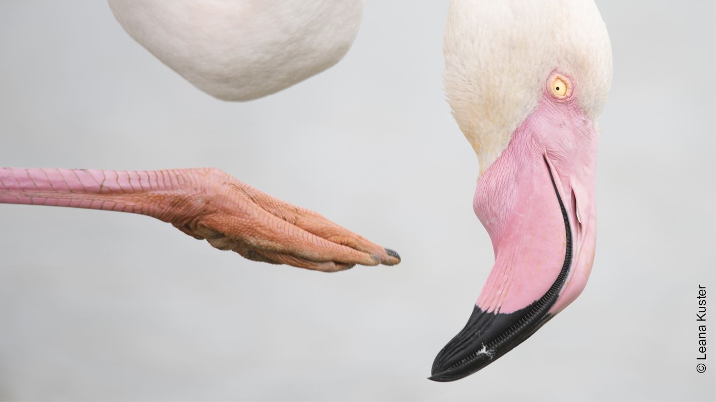 Detail of a claw and head of a flamingo on a light grey background.