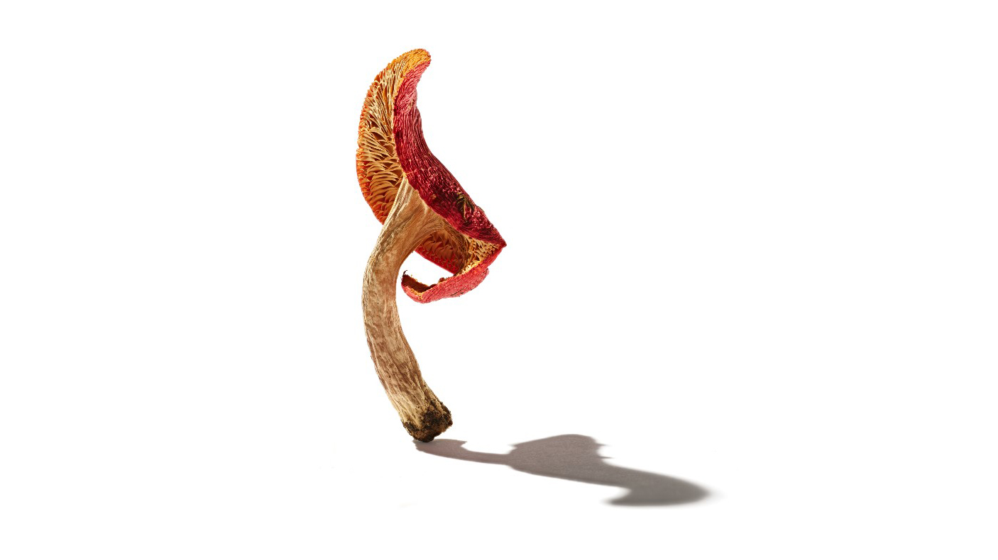 Bloody brittlegill mushroom Profile of a red-capped mushroom and stalk and shadow on a white background.