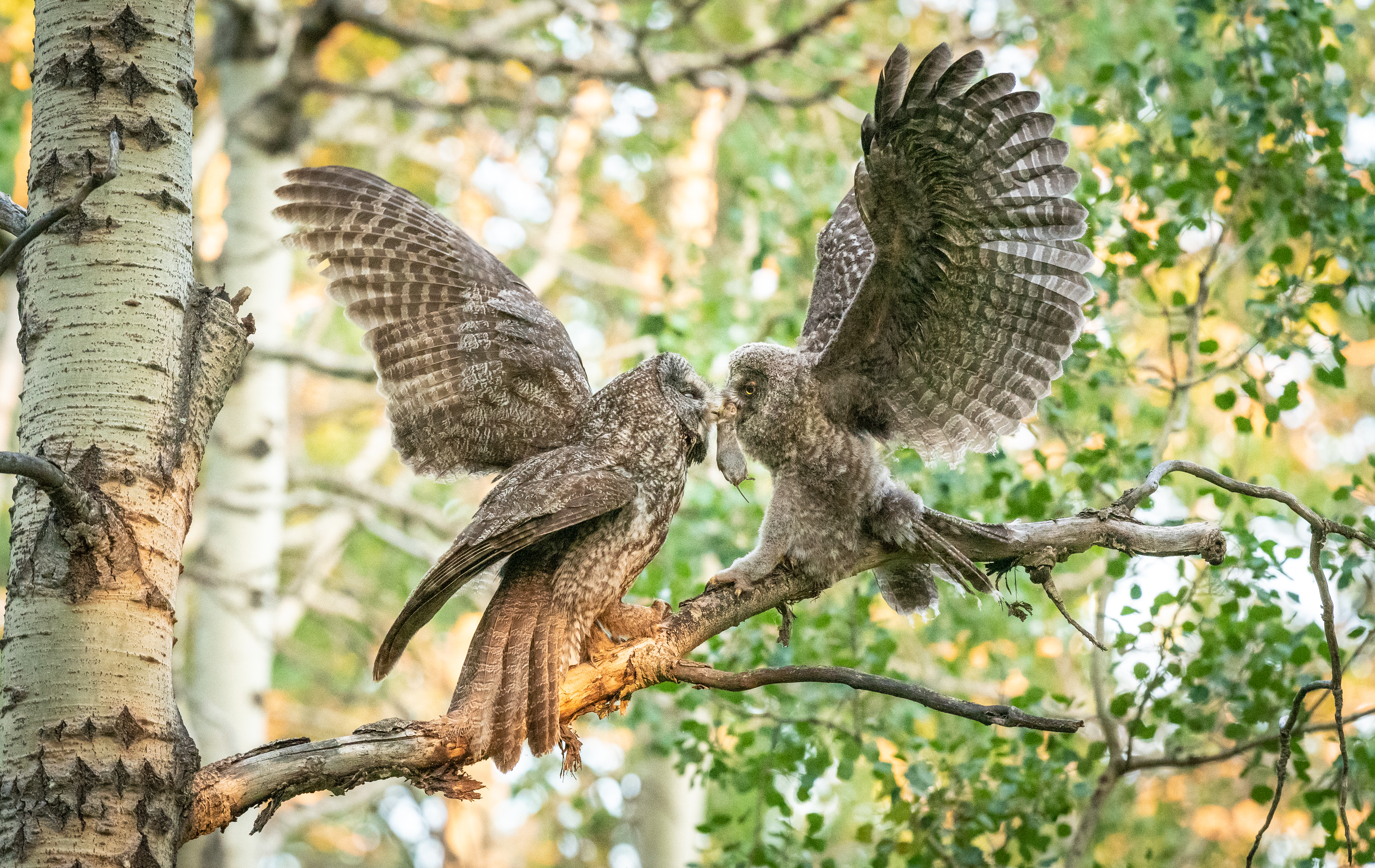 2025 #ROMwpyON Honourable Mention Two owls with wings spread wide feeding on a mouse