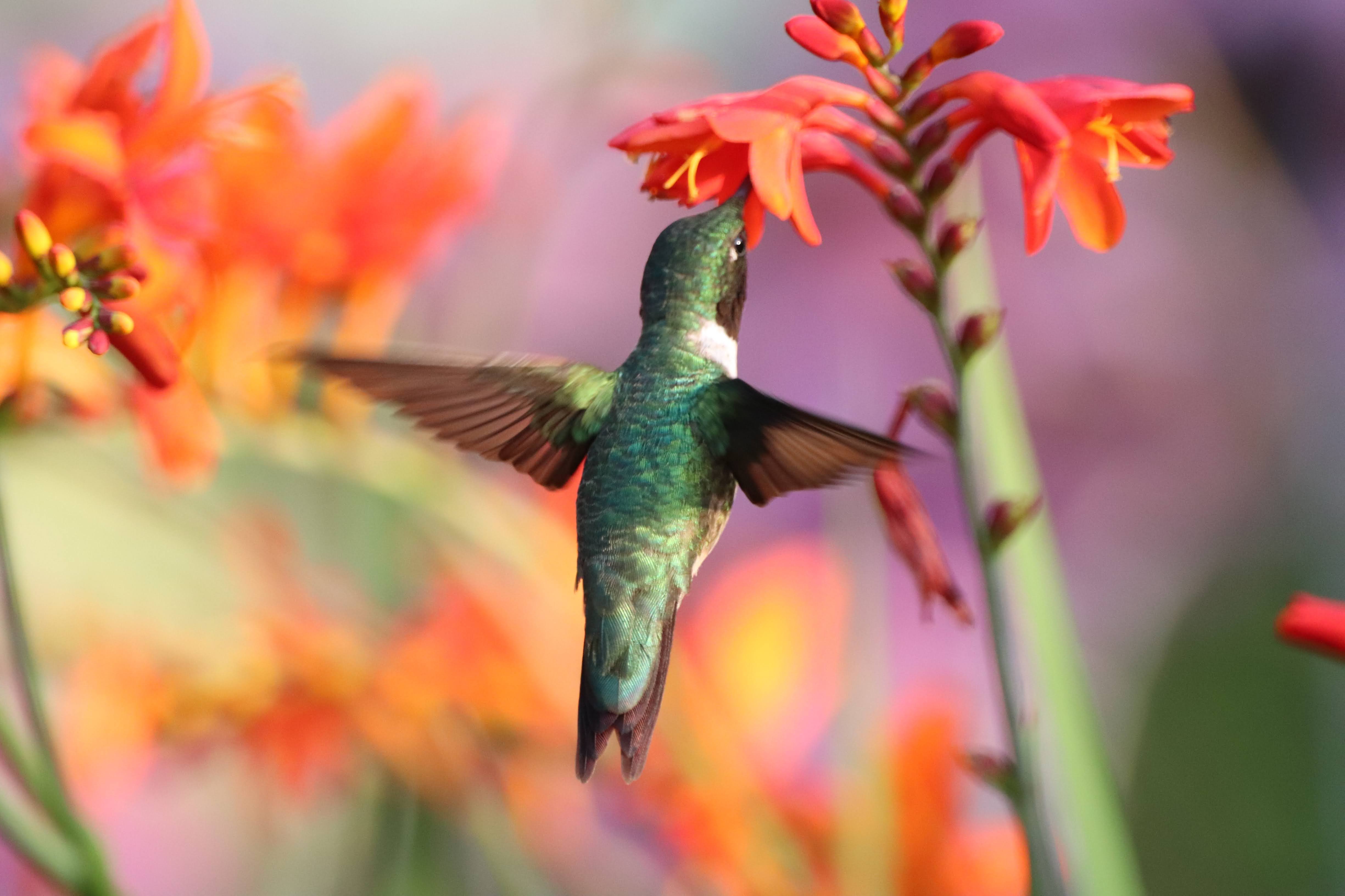 2025 #ROMwpyJR Honourable Mention Hummingbird mid air in front of a flower