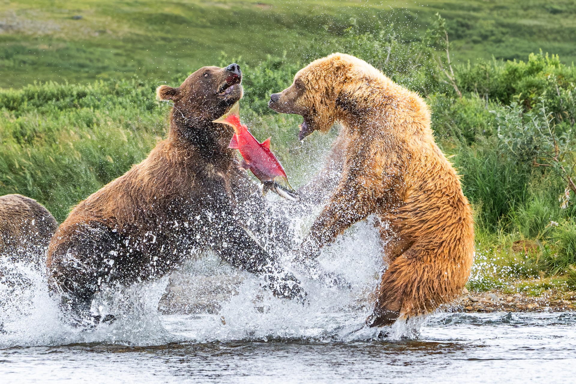 2025 #ROMwpyON Grand Prize Winner Two brown bears fighting over a salmon in a river