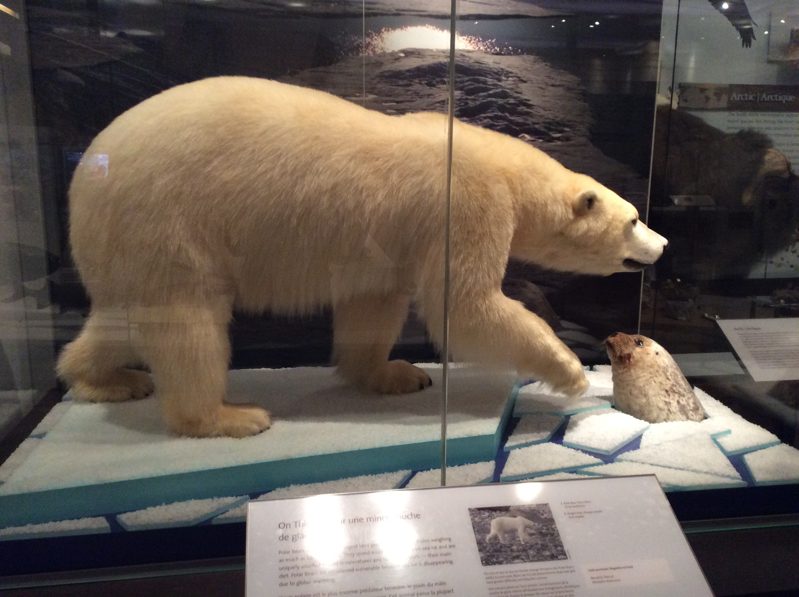 A museum display case showing a polar bear standing on ice next to a hole, through which a seal pokes its head.