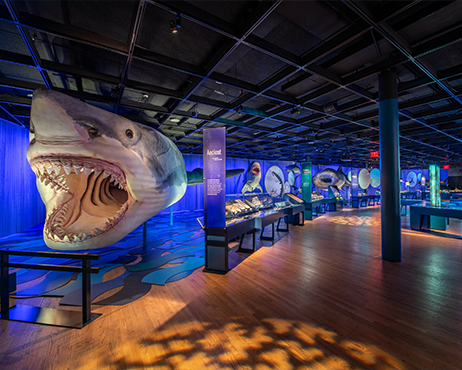 Shark in gallery at ROM