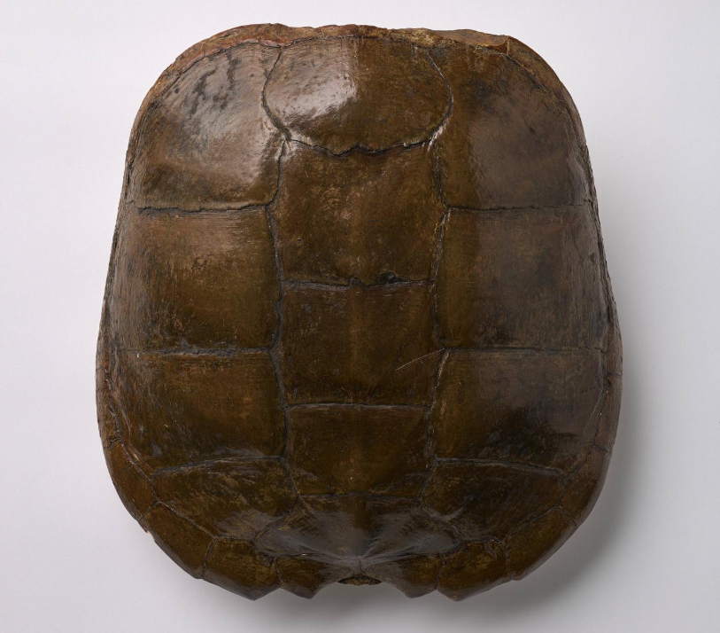 Turtle Shell A dark brown shell covered in round to rectangular scutes