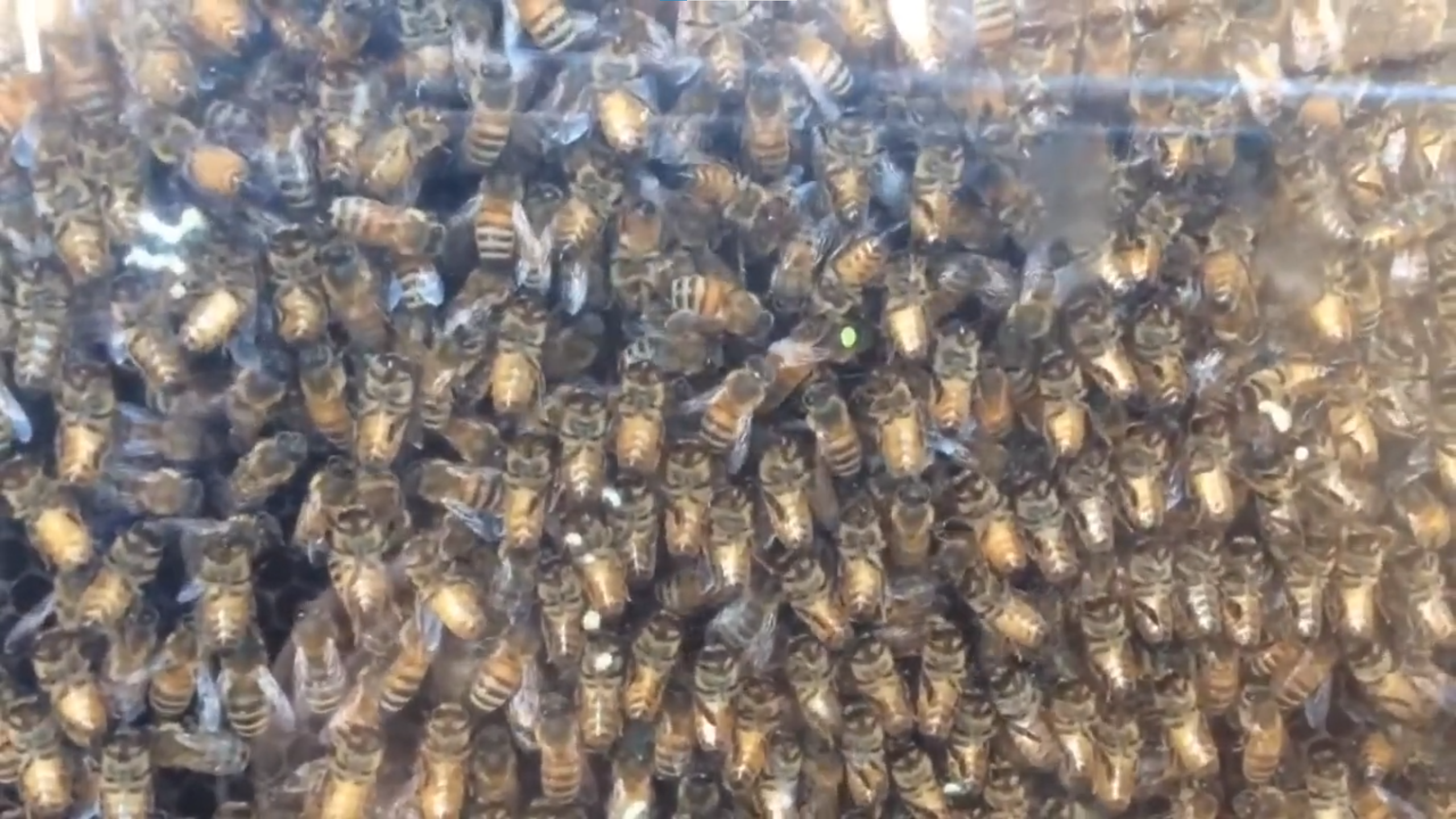 A closeup of a hive filled with hundreds of bees.
