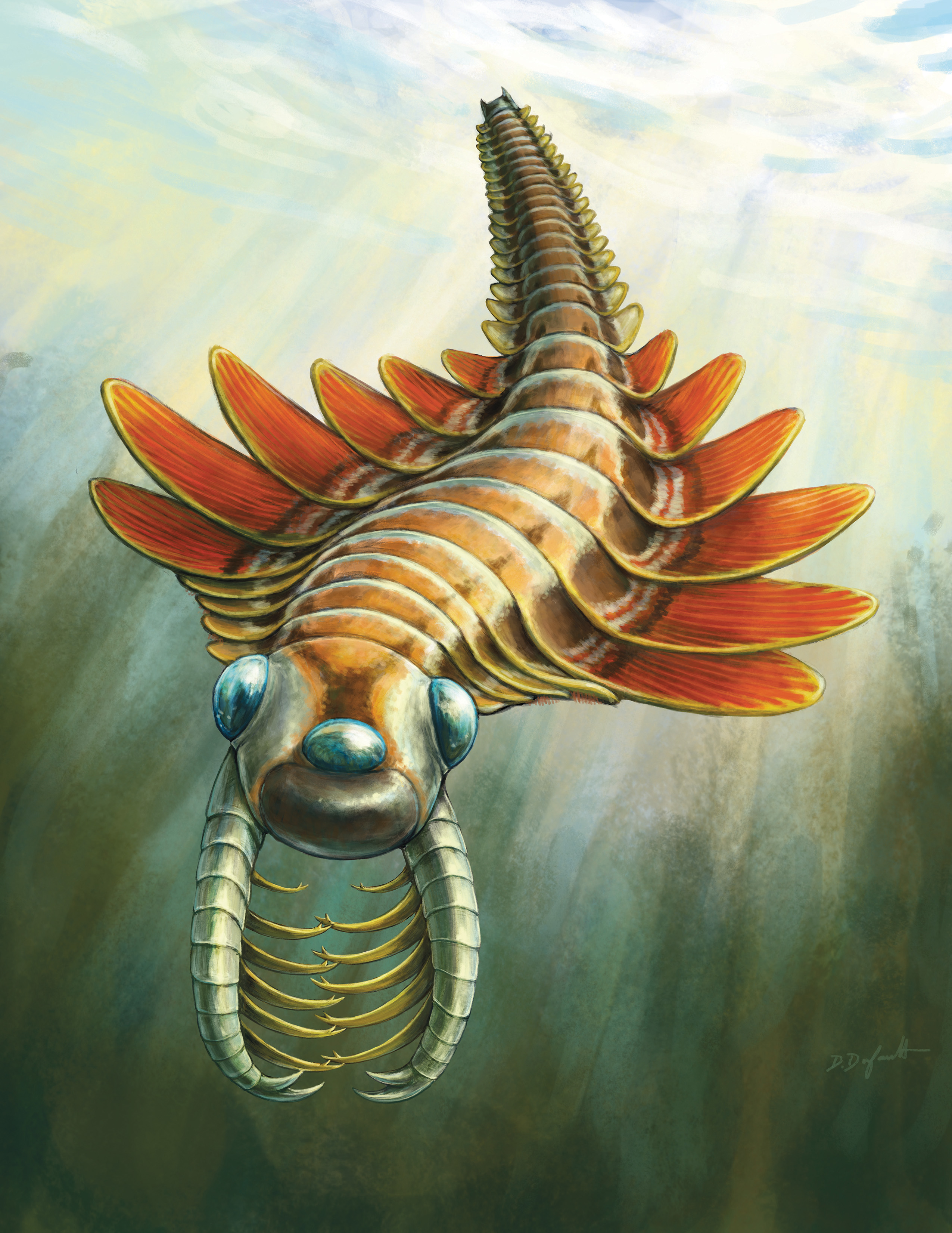 Mosura fentoni, an ancient marine predator that lived during a time of rapid evolutionary change known as the Cambrian Period