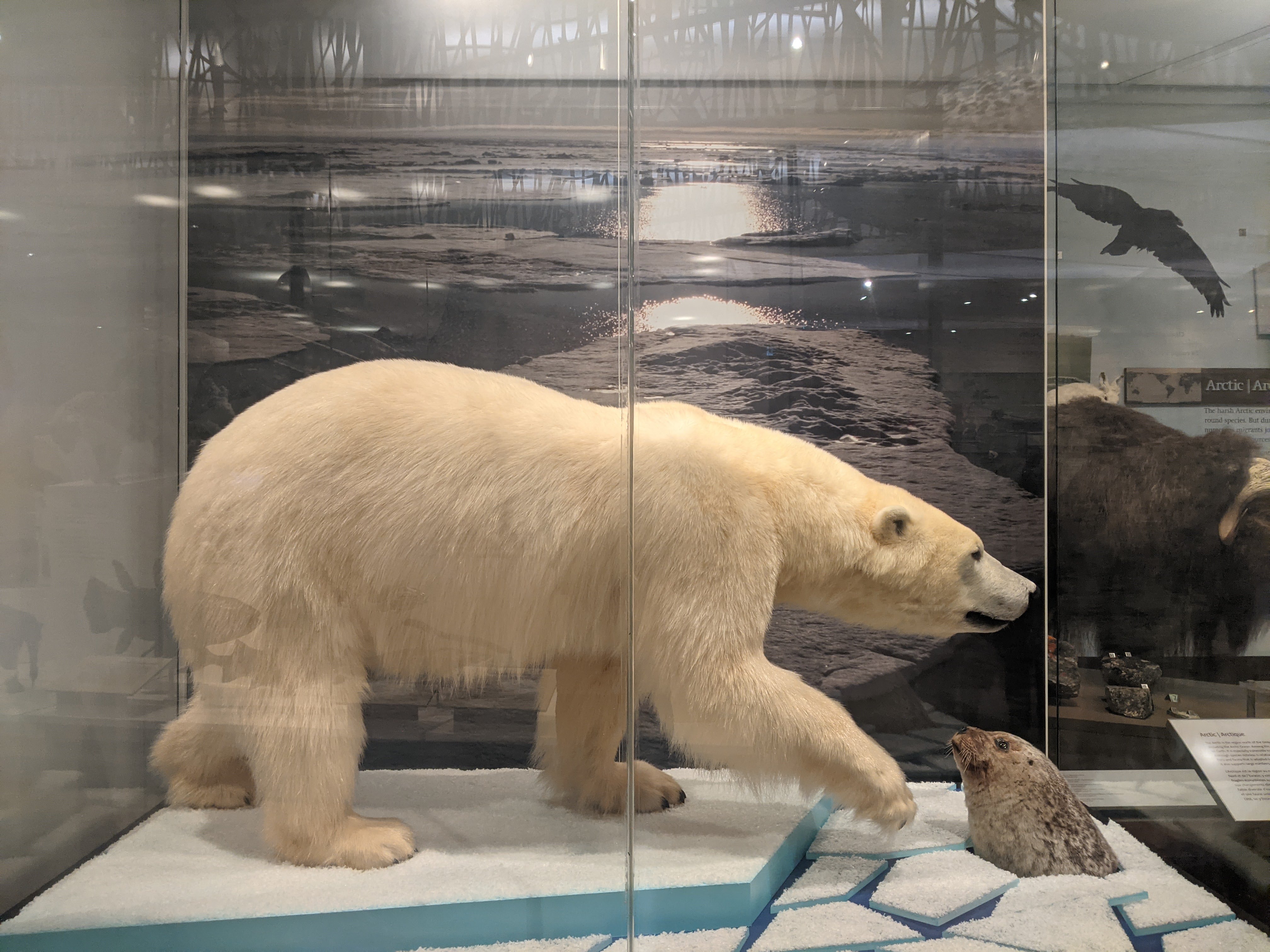 A taxidermy mounted polar bear on an ice floe hunts a taxidermy mounted ringed seal whose head pops out amid chunks of ice in a museum display