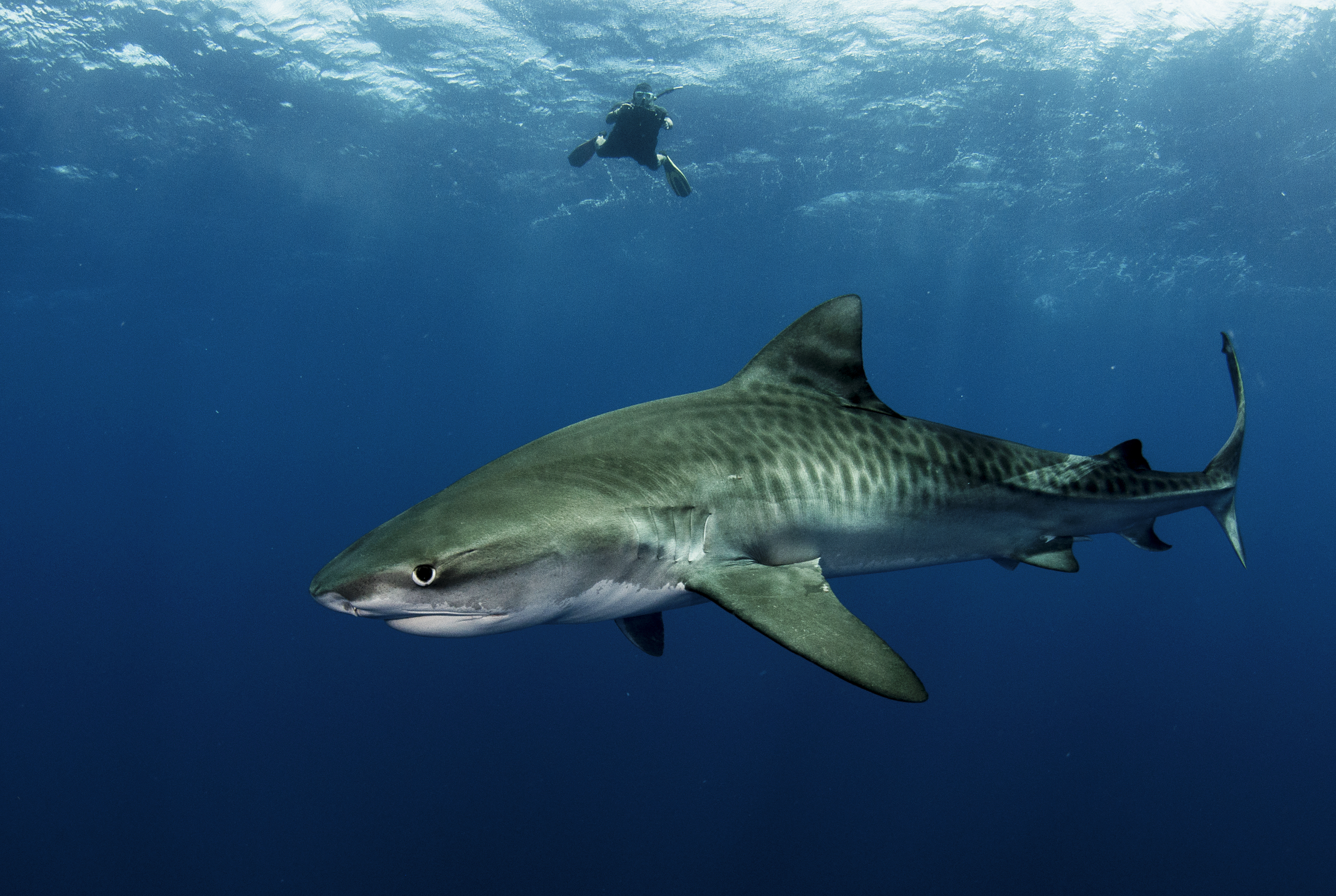 A large shark swims near the surface of the water. A diver is swimming in the background.