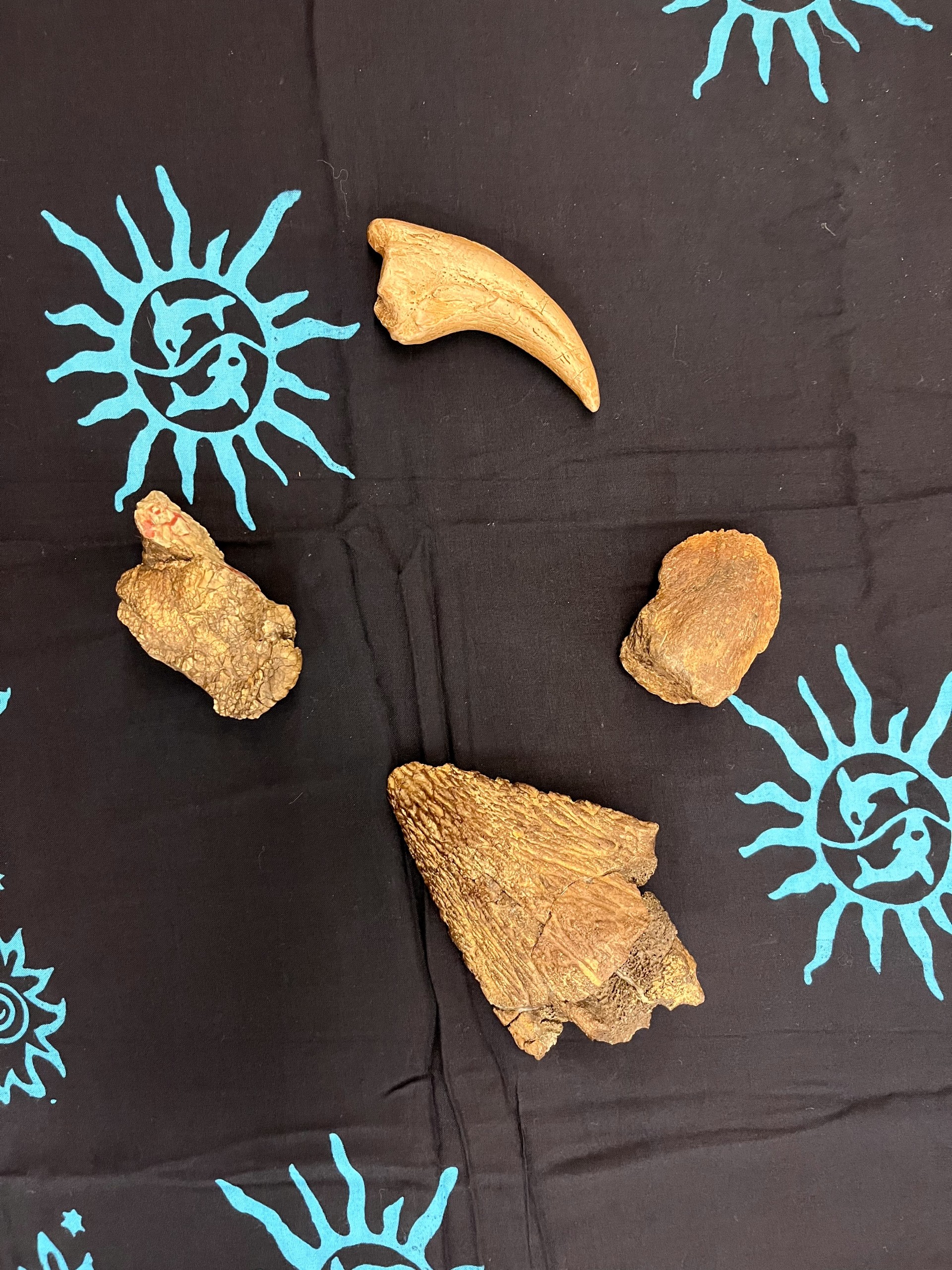 Four brown fossils on a navy table cloth.