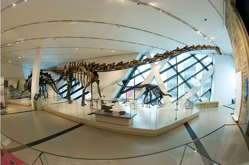 Fossils of a large, long-necked dinosaur in a white gallery with a window behind it. Smaller dinosaur skeletons are below its neck and tail.