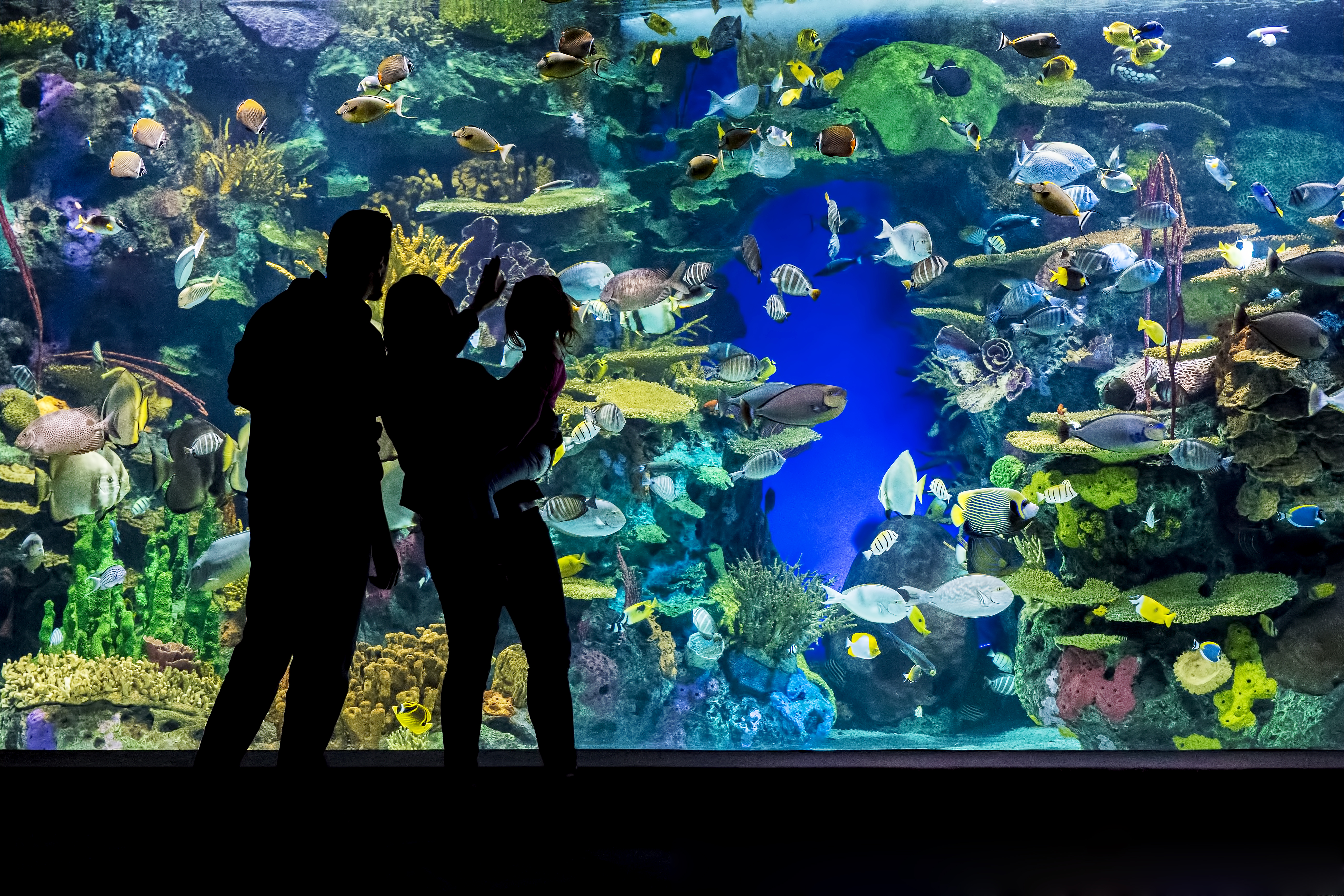 Two adults holding a child look up at a large aquarium filled with fish