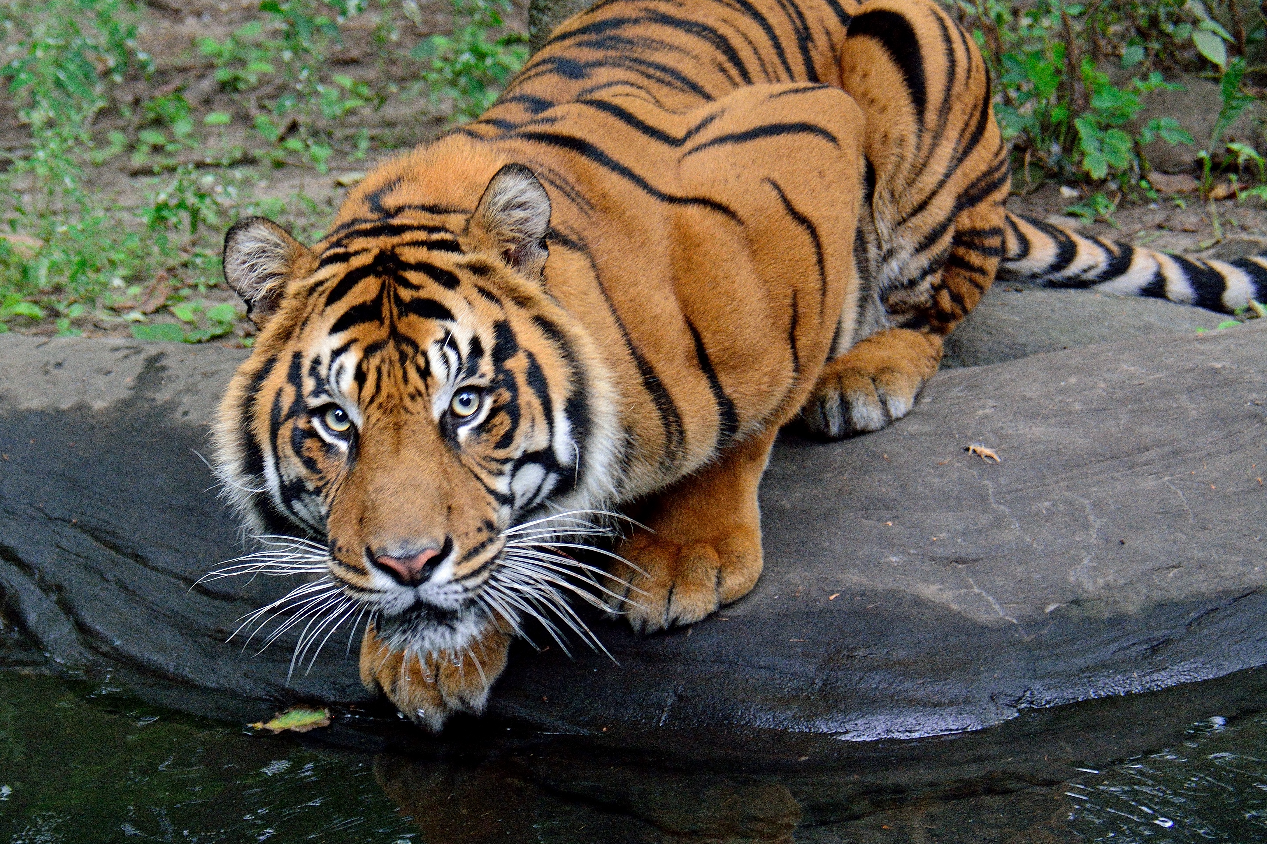 A large tiger crouched down looking up at the viewer