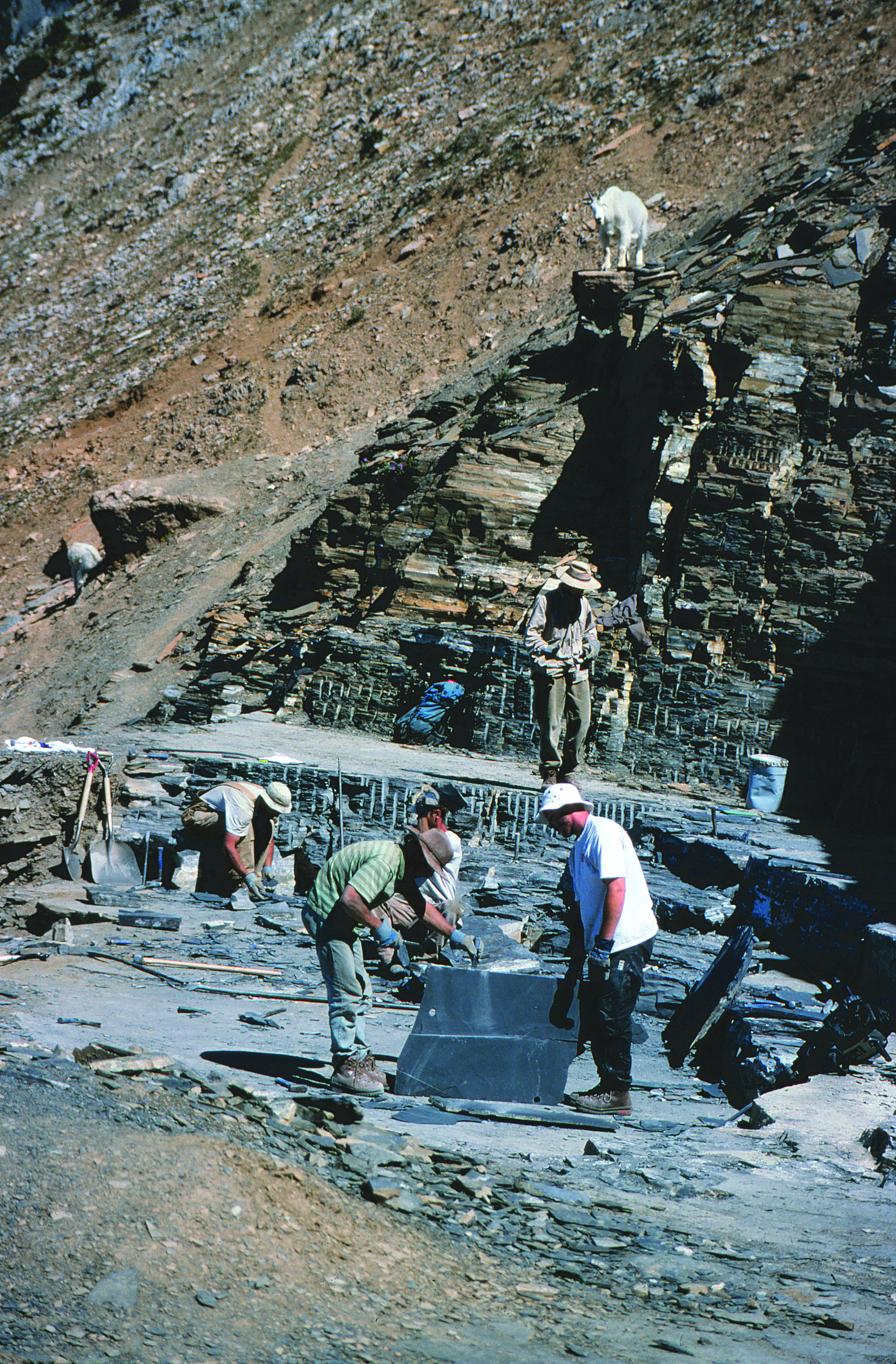 Work below the Walcott Quarry in 1998. Curious mountain sheep investigating.