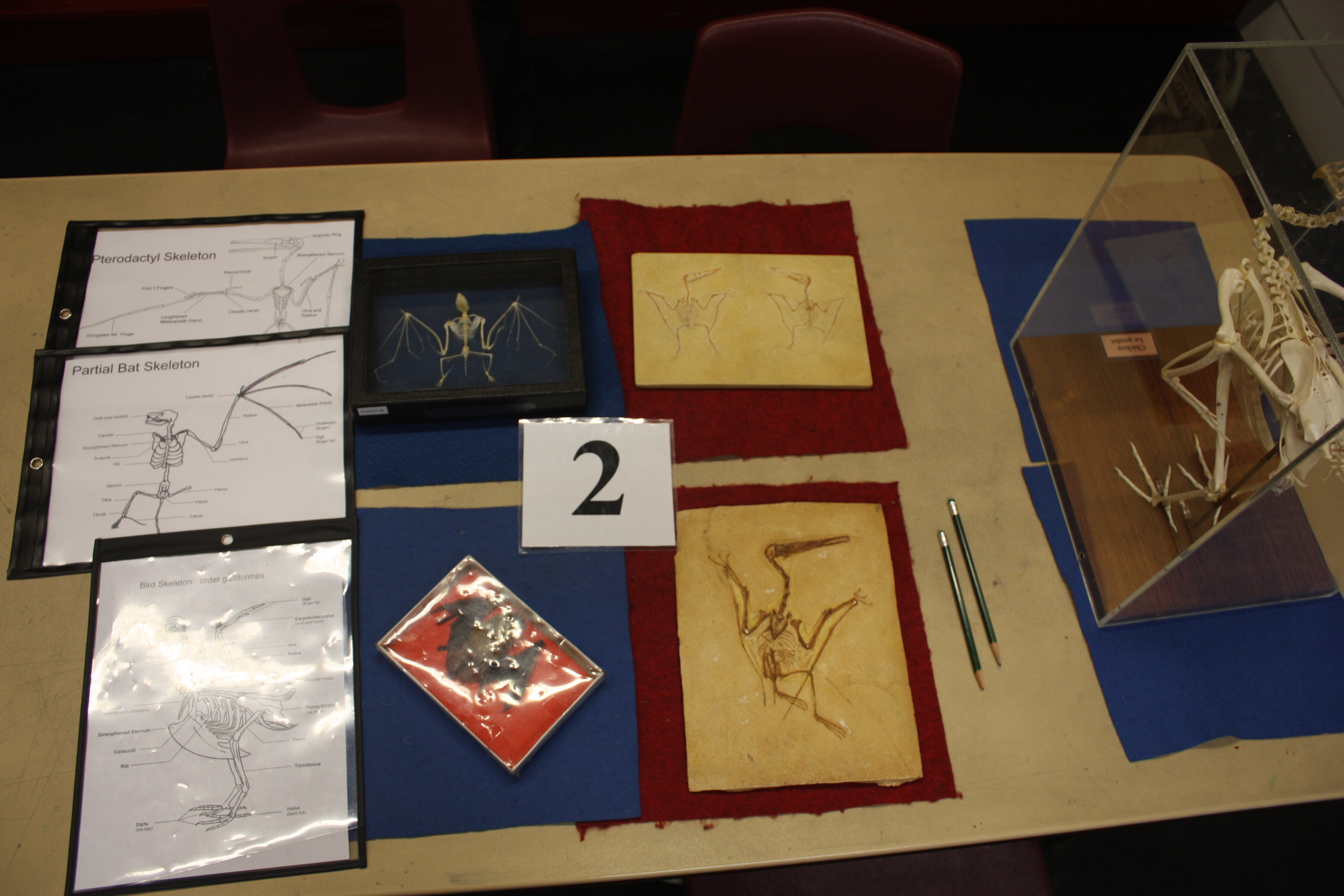 A chicken skeleton, a bat skeleton and study skin, and two Pterodactylus fossils laid out on a table for study.