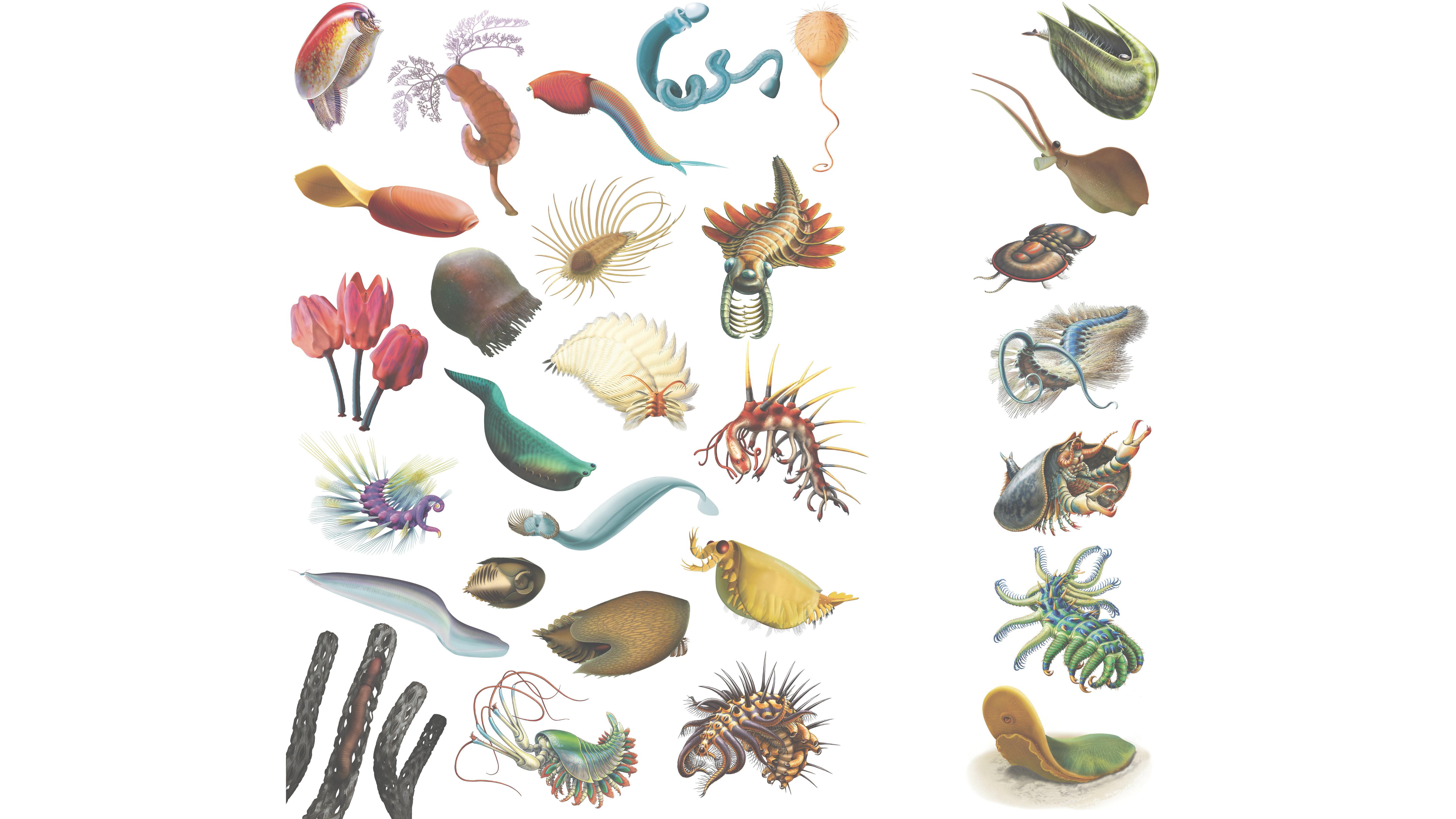 Scientific illustrations published in the last 20 years of some of the various Burgess Shale animals, based on collections at ROM. Odontogriphus is illustrated at the bottom right corner.