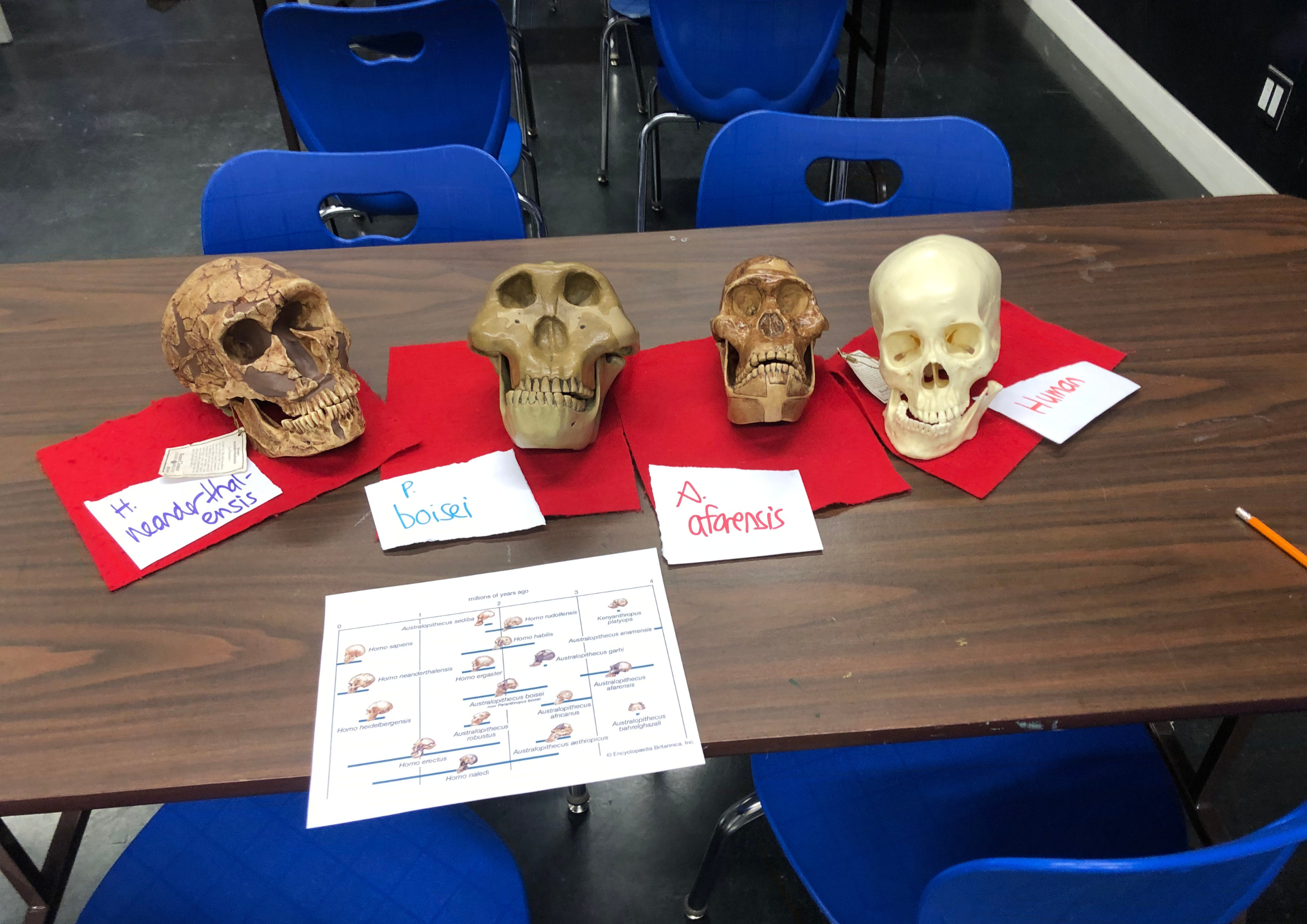 Four replica hominid skulls on red felts on a table. Three are brown, one is the colour of bone. They are from different species.