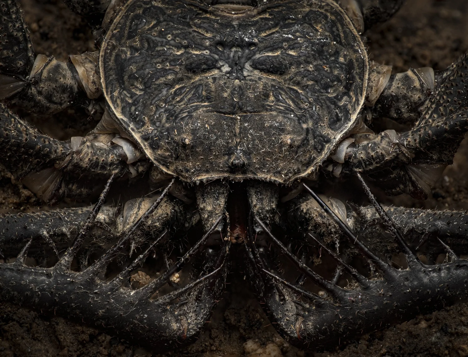 “Cave Stalker,” Beckett Robertson’s award-winning image of a whip spider 