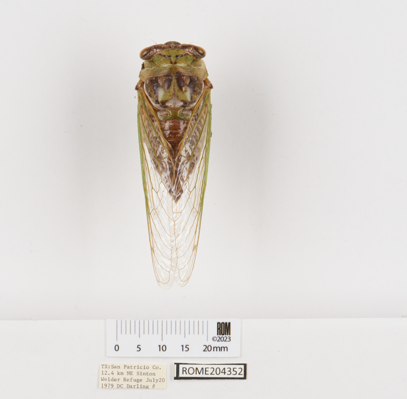 A cicada specimen Robertson photographed while working at ROM during the summer of 2023