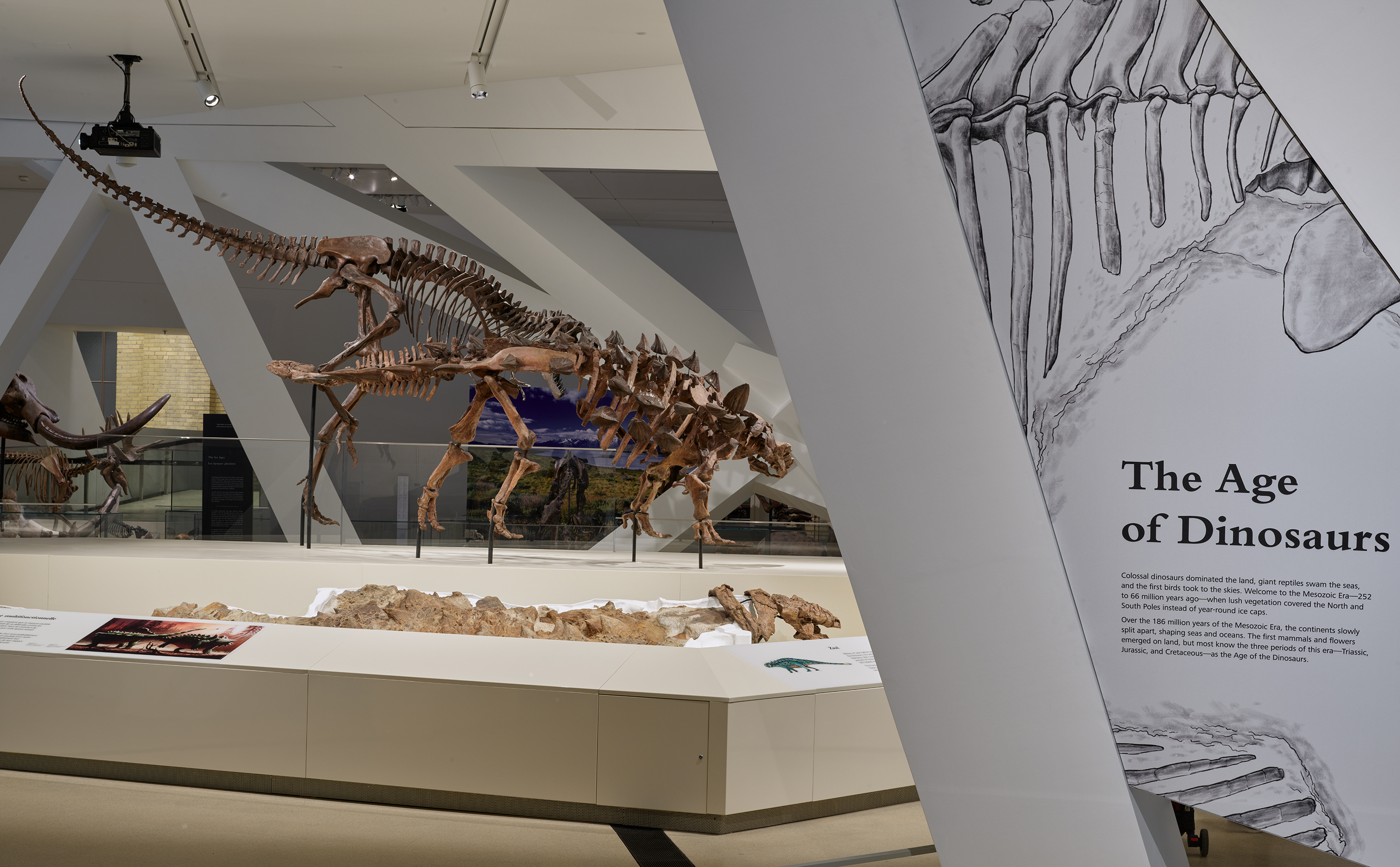 View of dinosaur gallery showing platform with two dinosaur skeletons fighting.