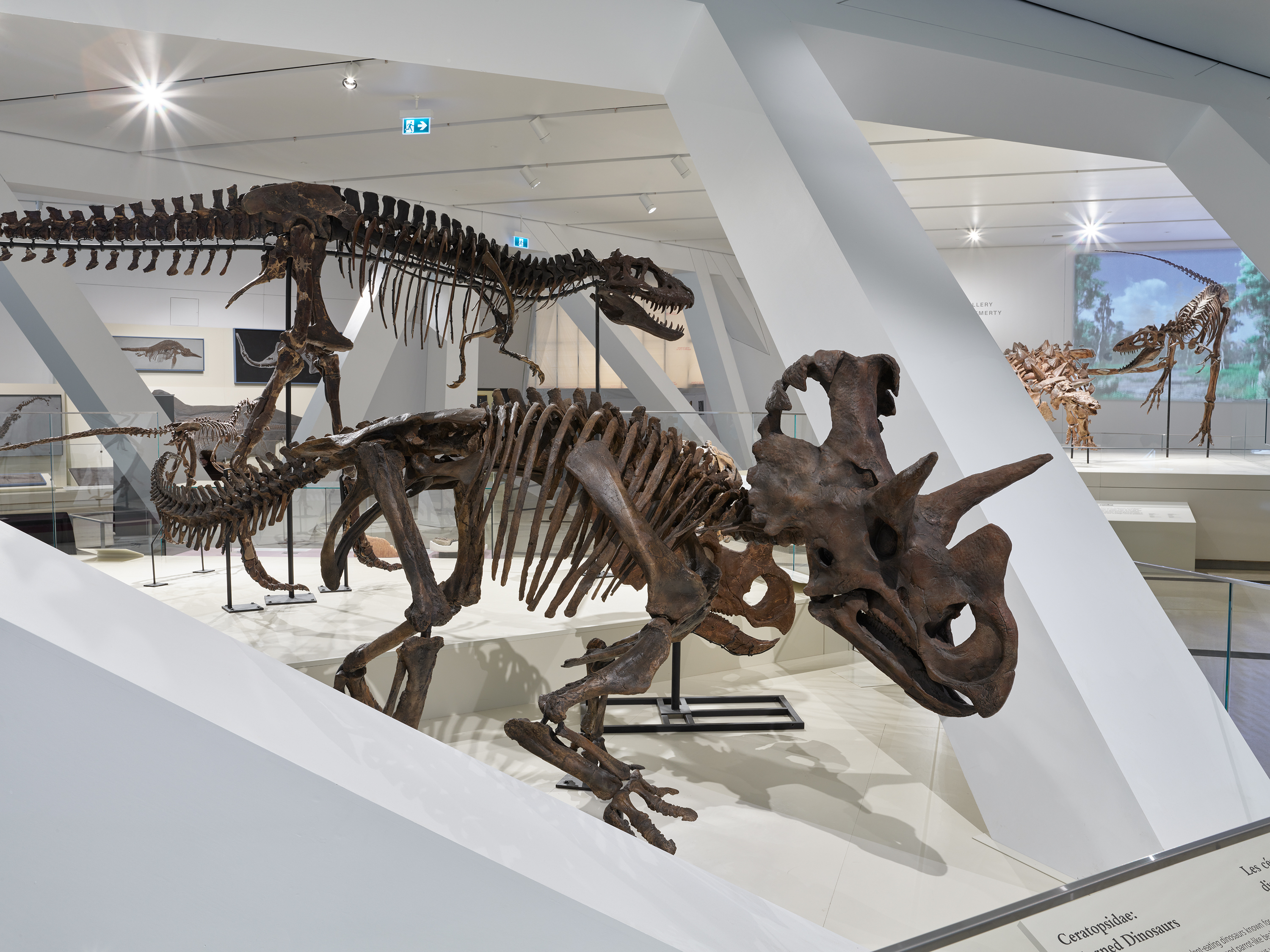 Wendiceratops on display in the expanded dinosaur galleries.